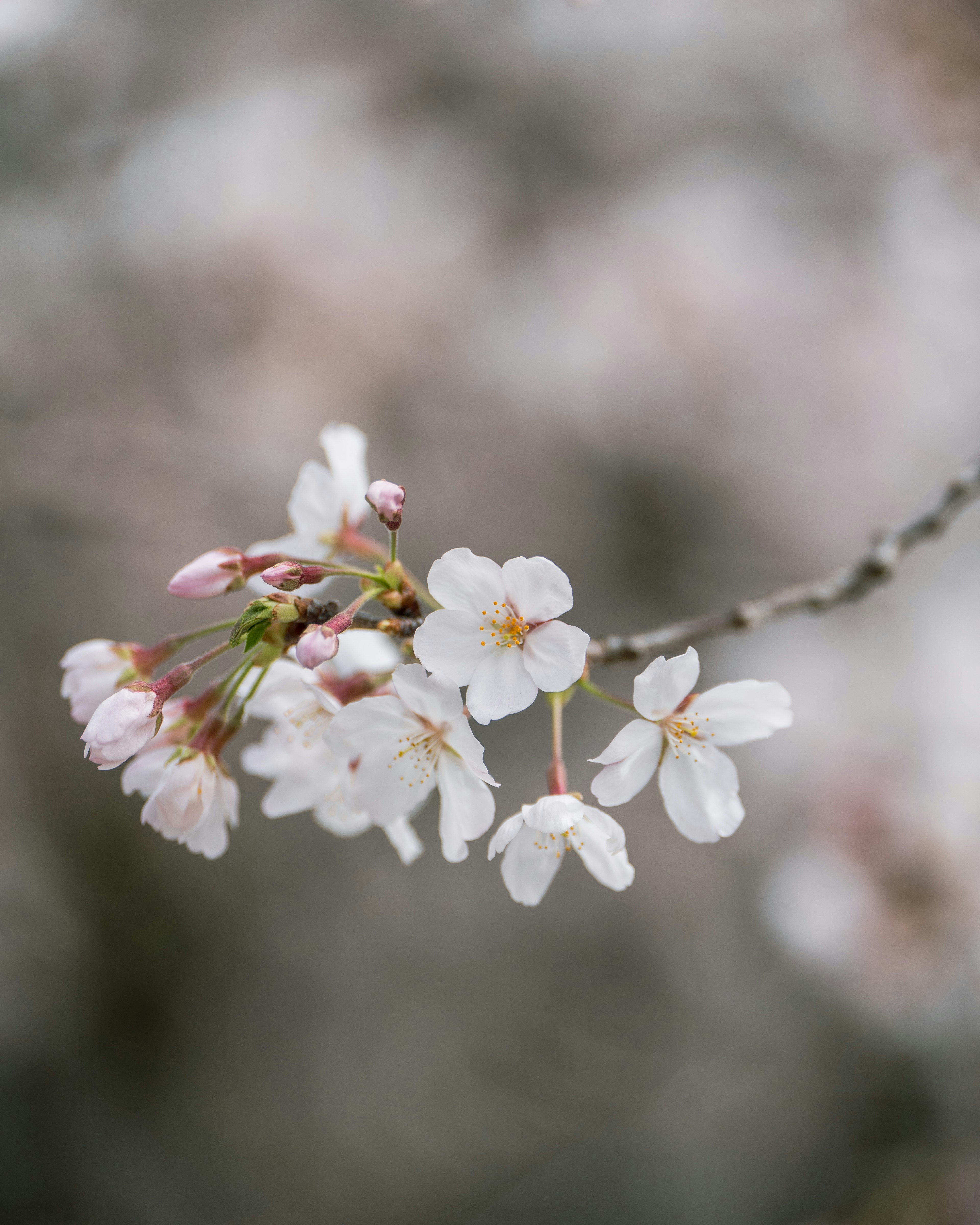 Beautiful branch with blooming cherry blossoms