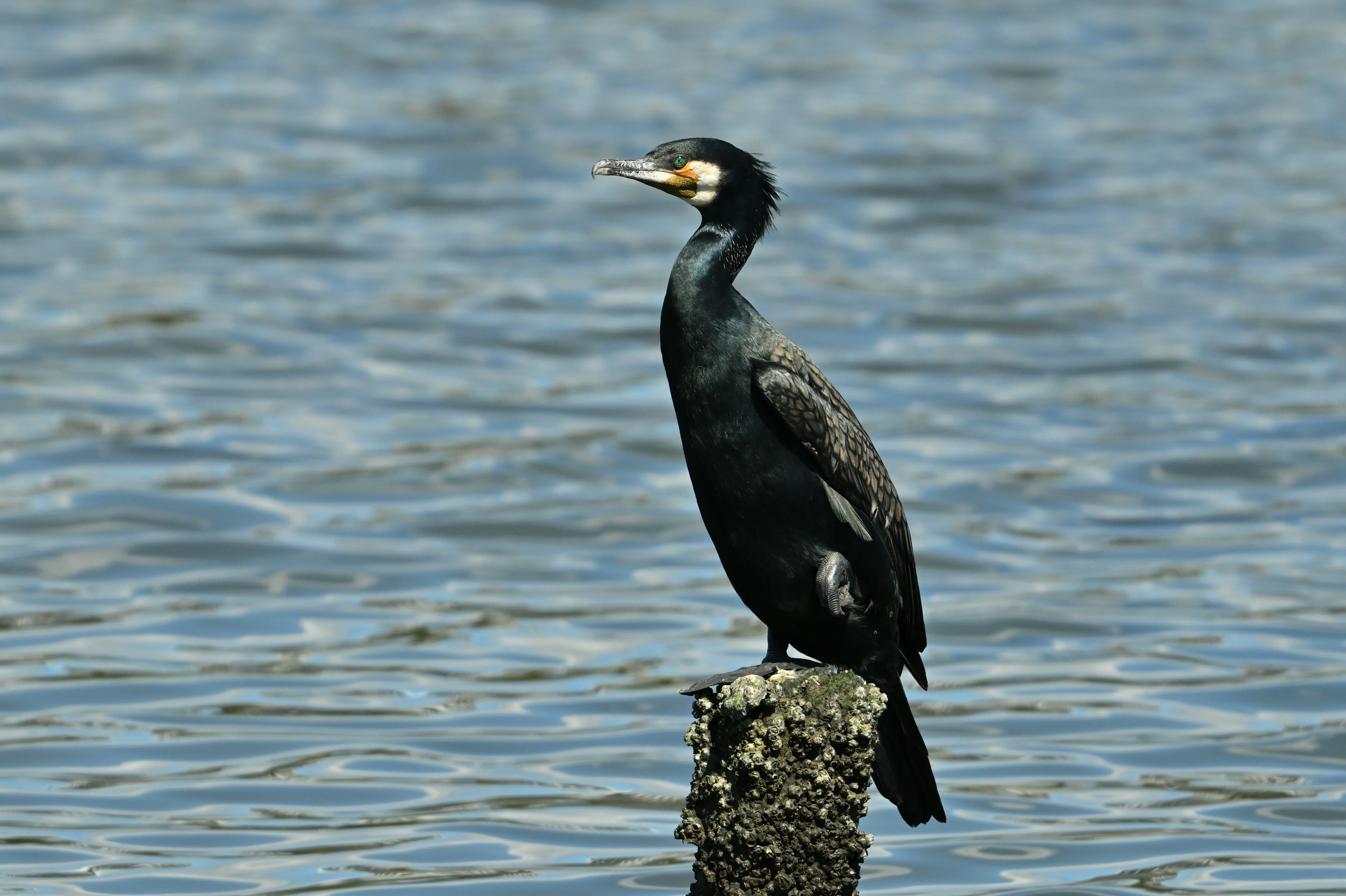 Un cormorano in piedi vicino all'acqua con piume nere e un becco giallo