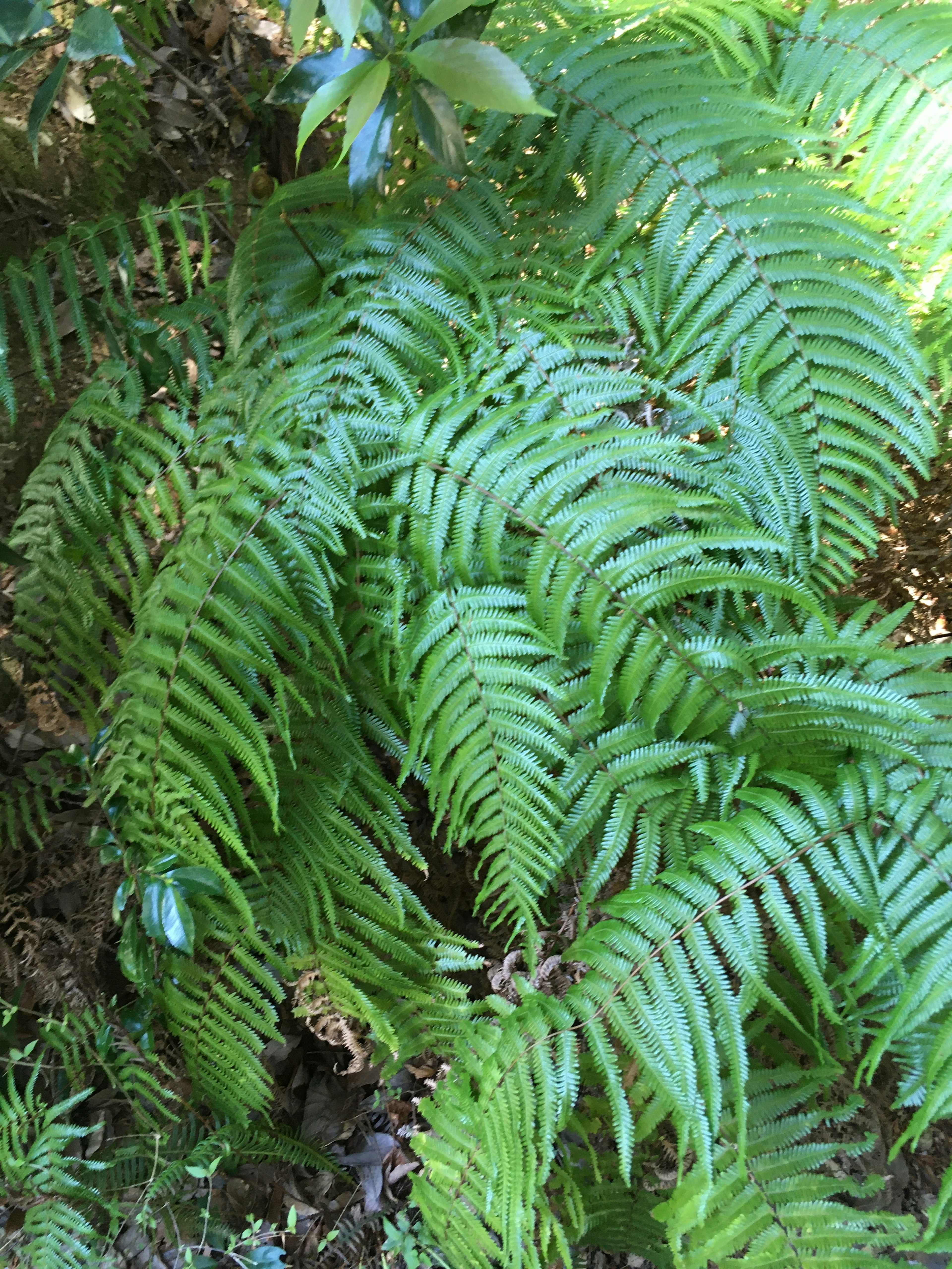 緑豊かなシダの葉が生い茂る自然の風景