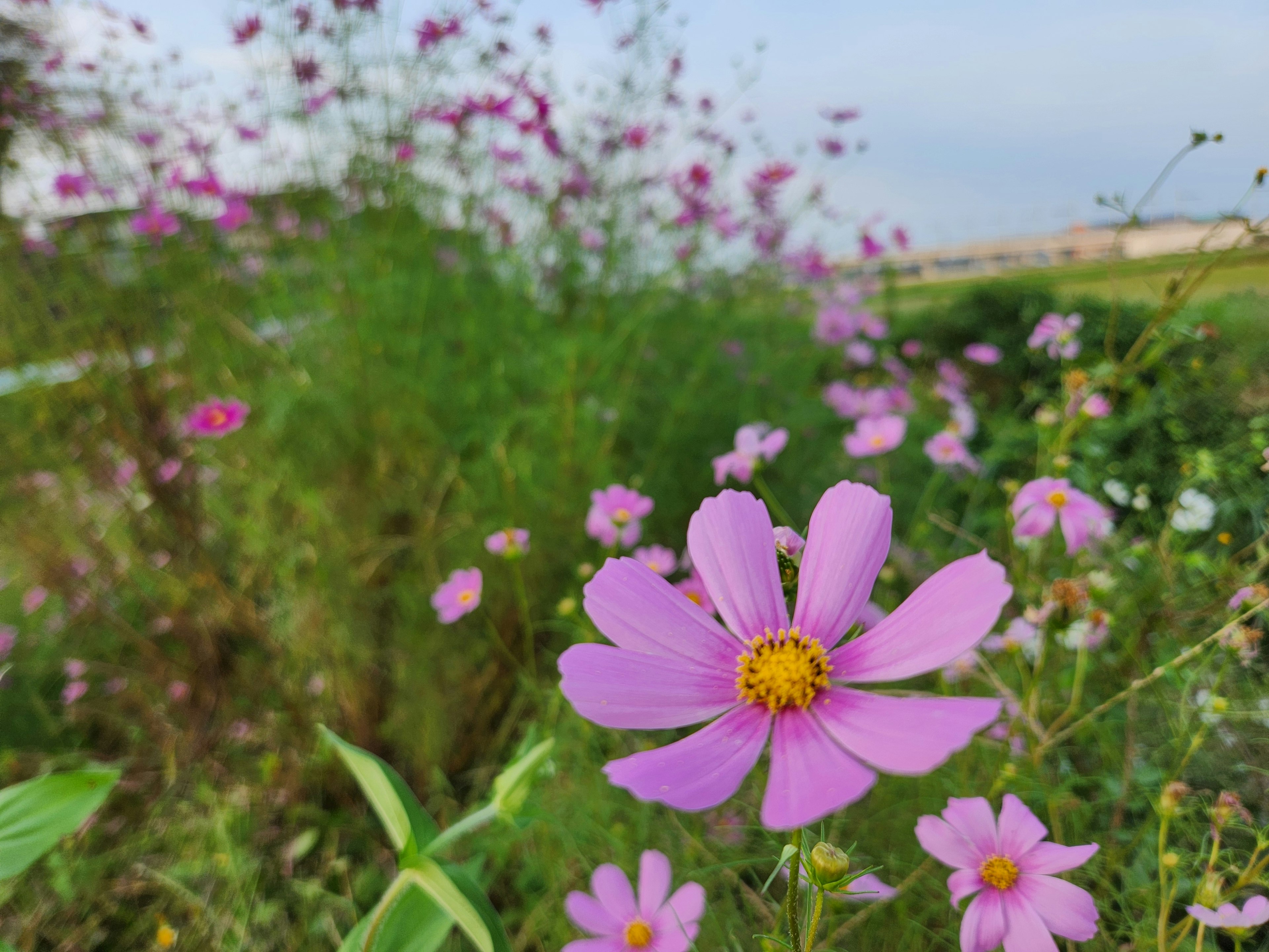 色とりどりのコスモスの花が咲いている風景