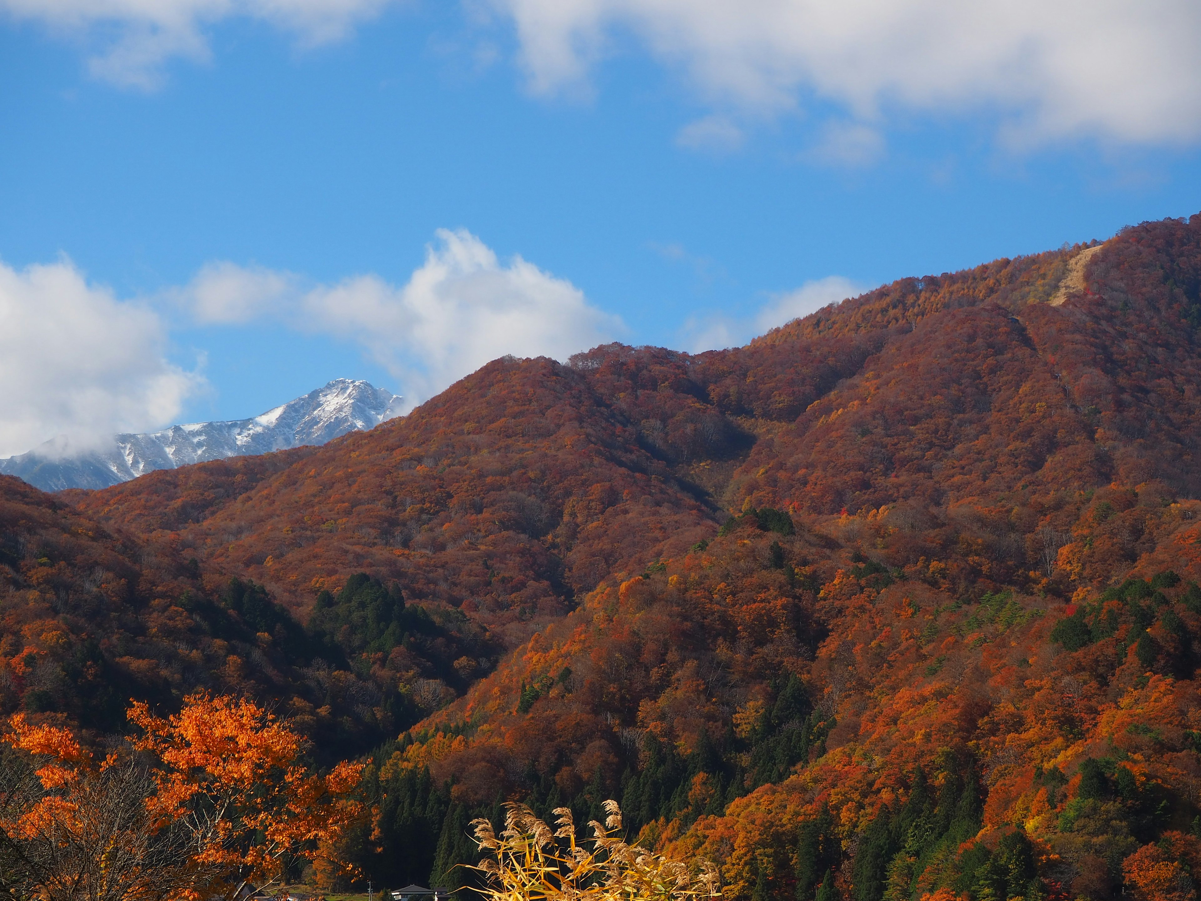 Malersiche Aussicht auf Herbstlaub auf Bergen unter blauem Himmel