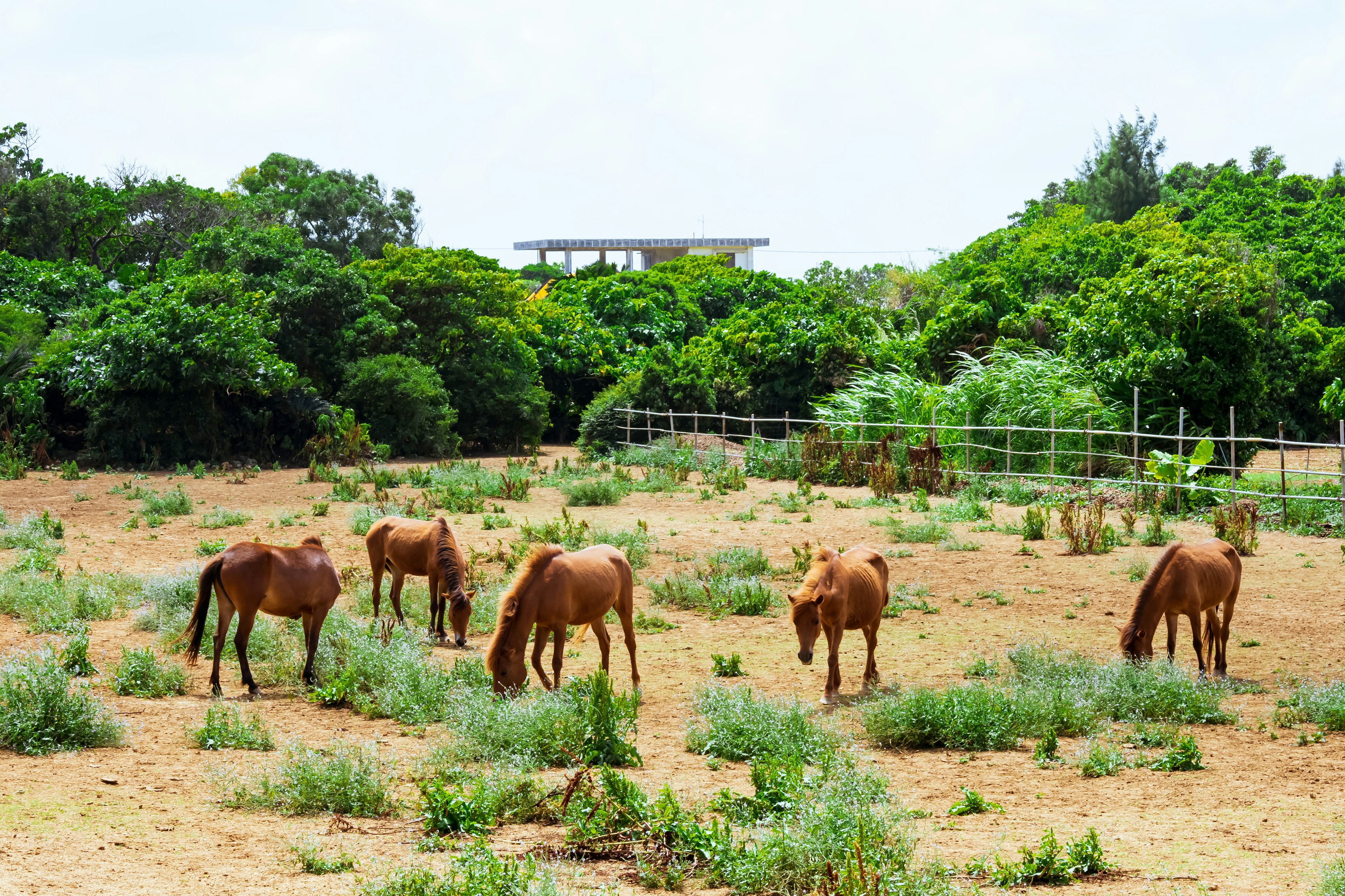 Un groupe de chevaux broutant dans une zone herbeuse entourée d'arbres