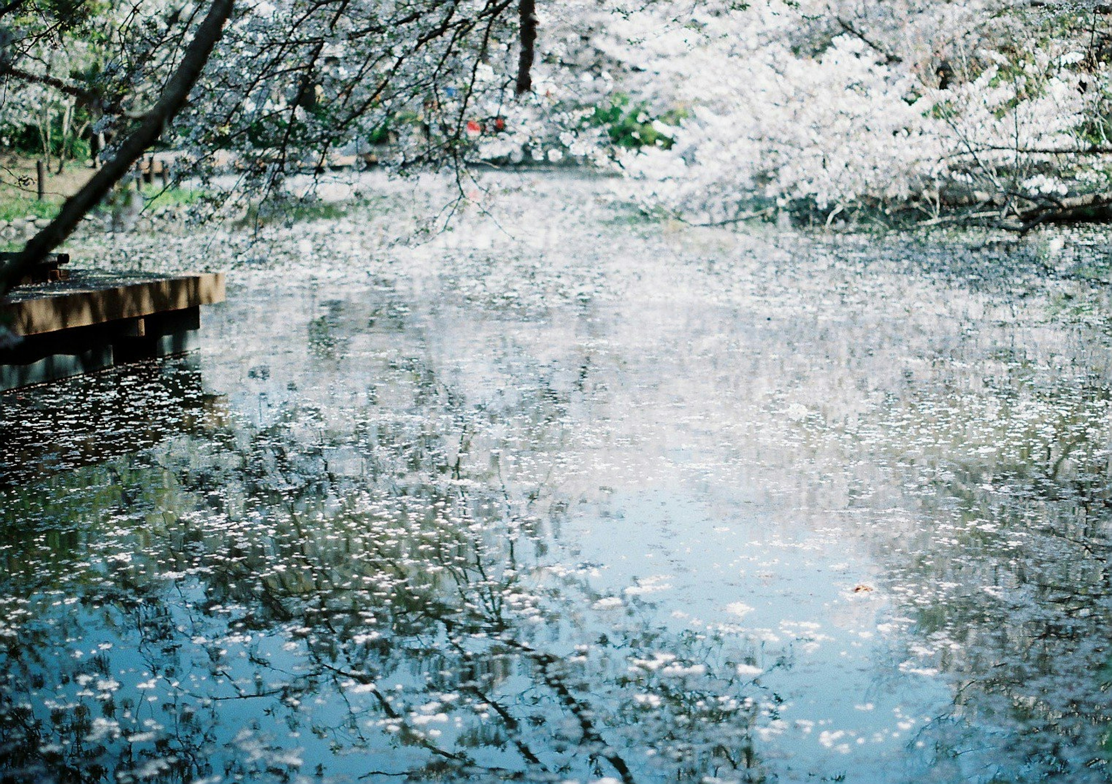 A serene pond covered with cherry blossom petals and surrounding scenery