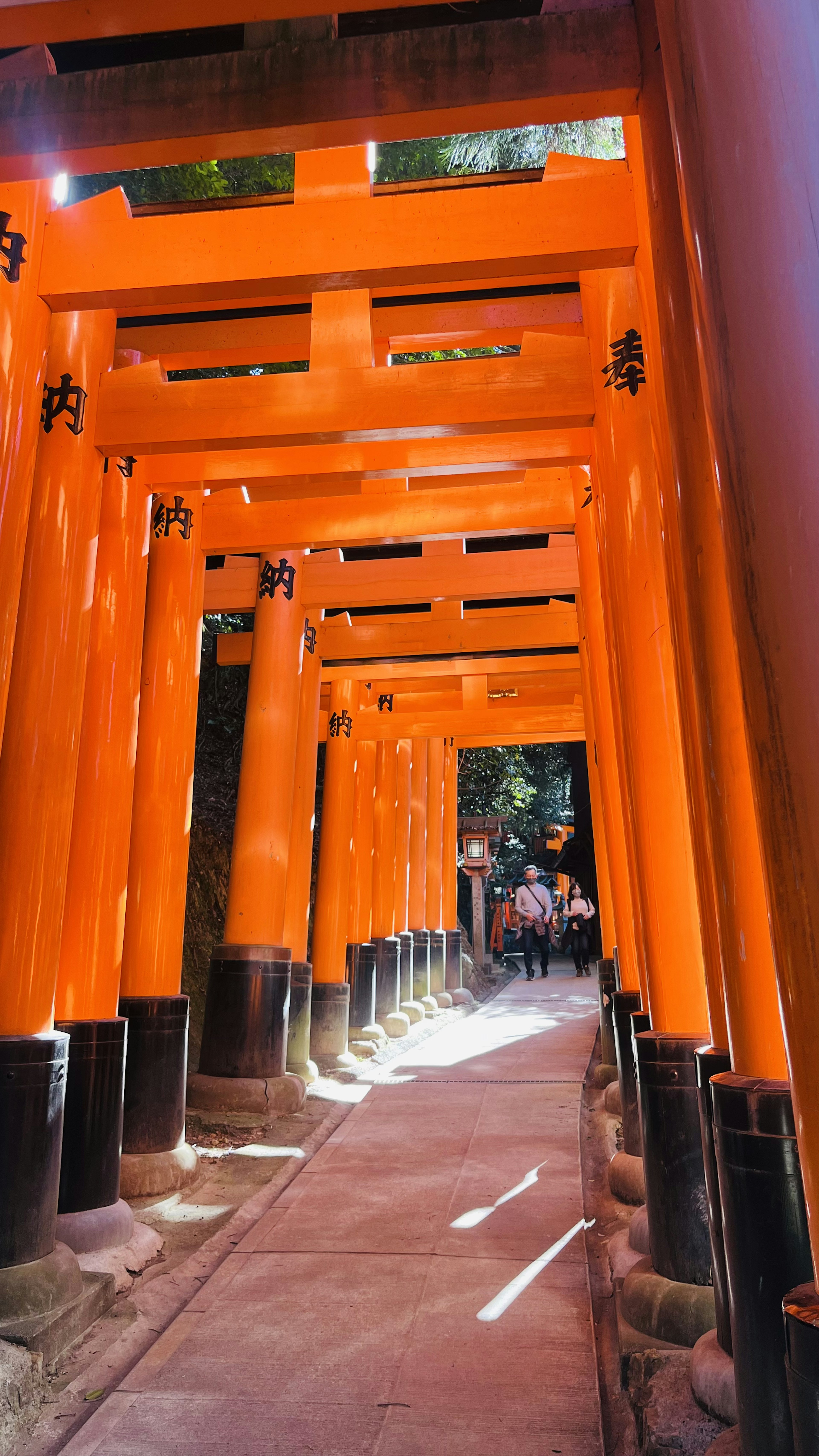 鮮やかなオレンジ色の鳥居が並ぶ神社の通路