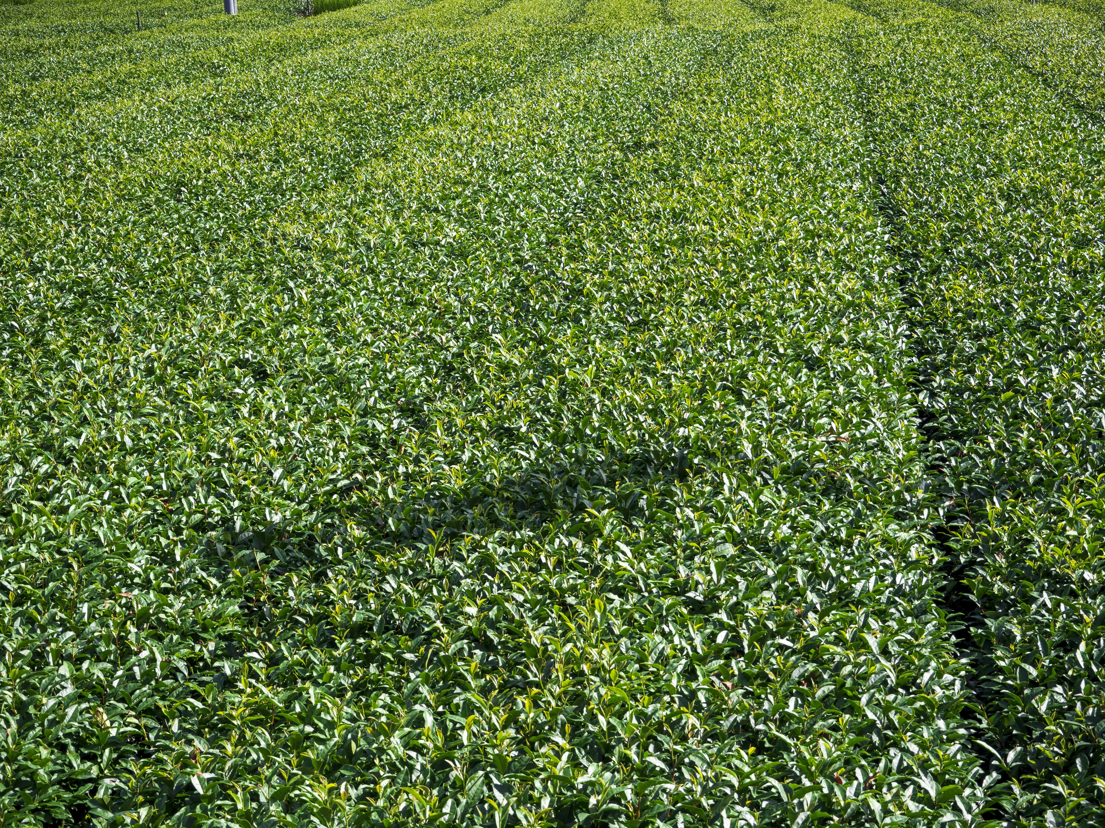 Campo di tè verde lussureggiante con file ordinate