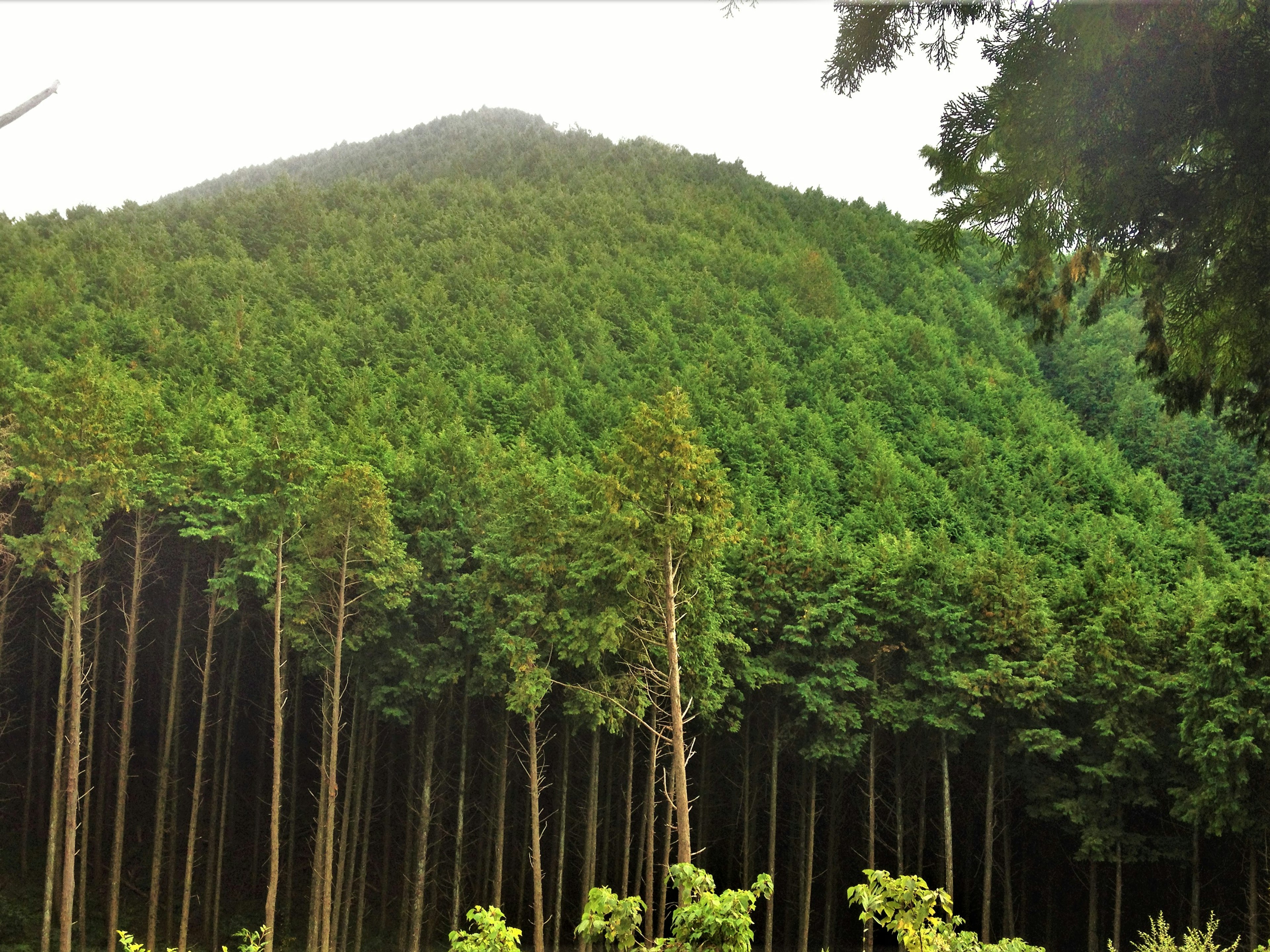 Üppige grüne Bäume auf einem Hügel mit einem dichten Wald