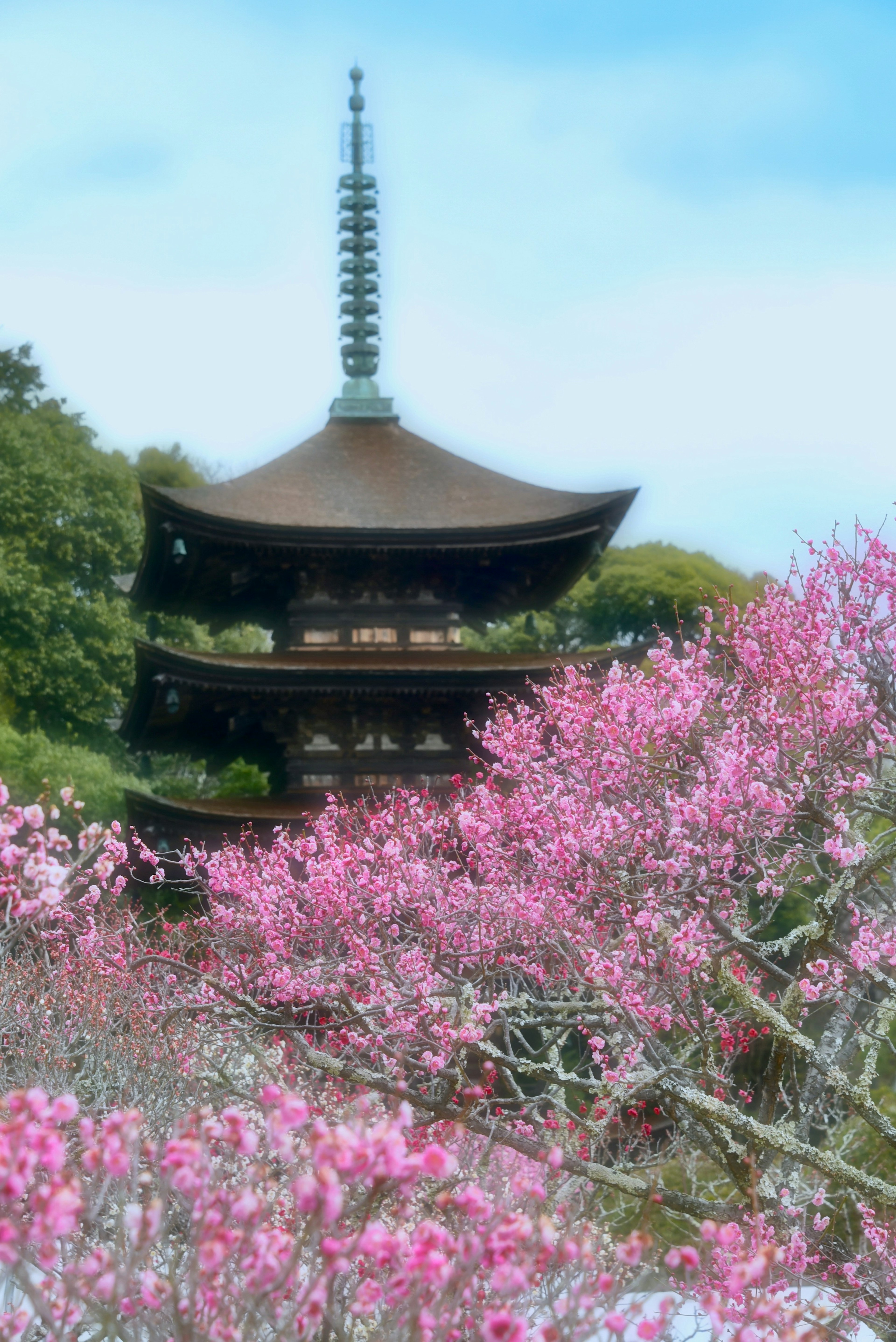 Pagoda giapponese tradizionale circondata da ciliegi in fiore