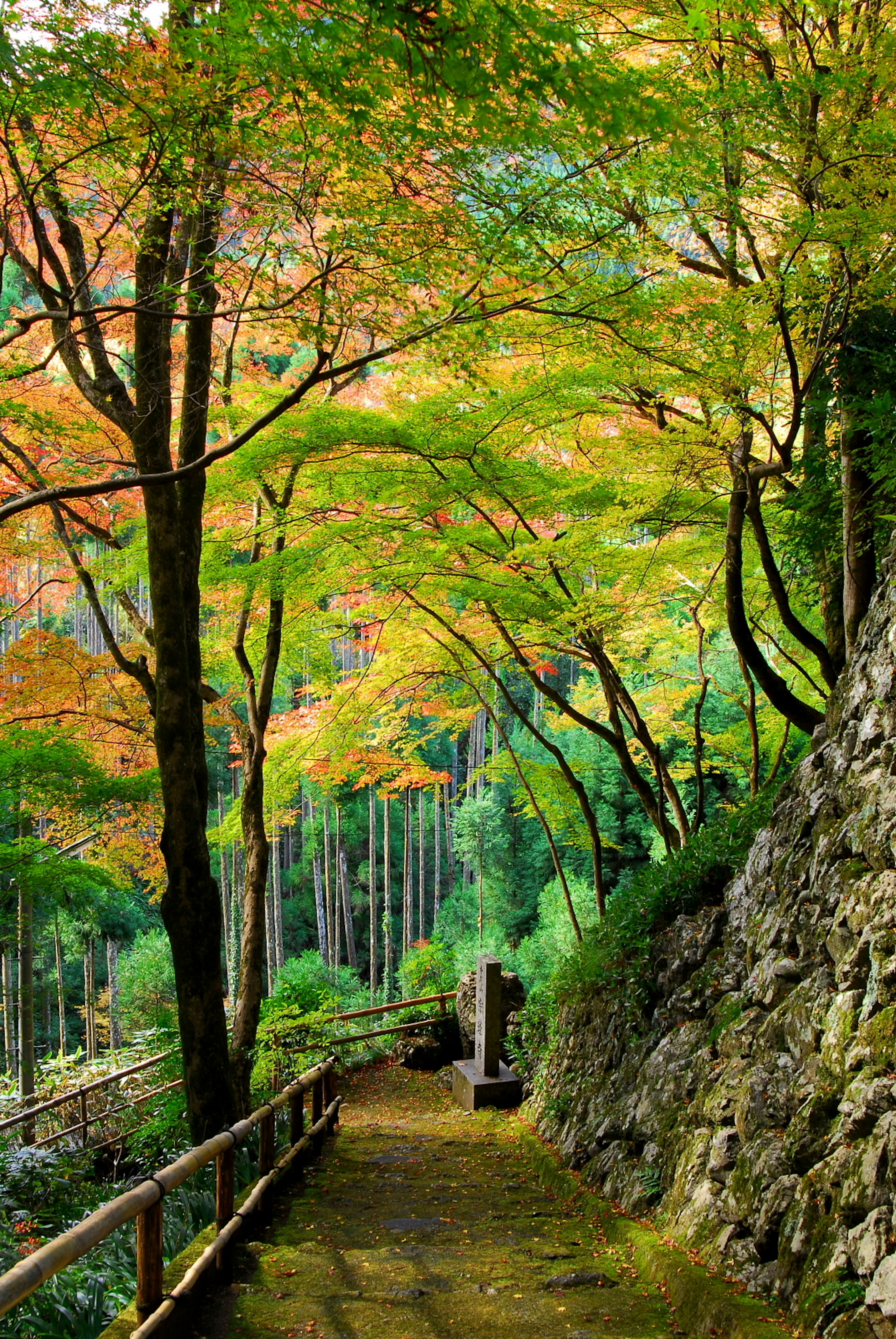 A serene pathway surrounded by autumn-colored trees