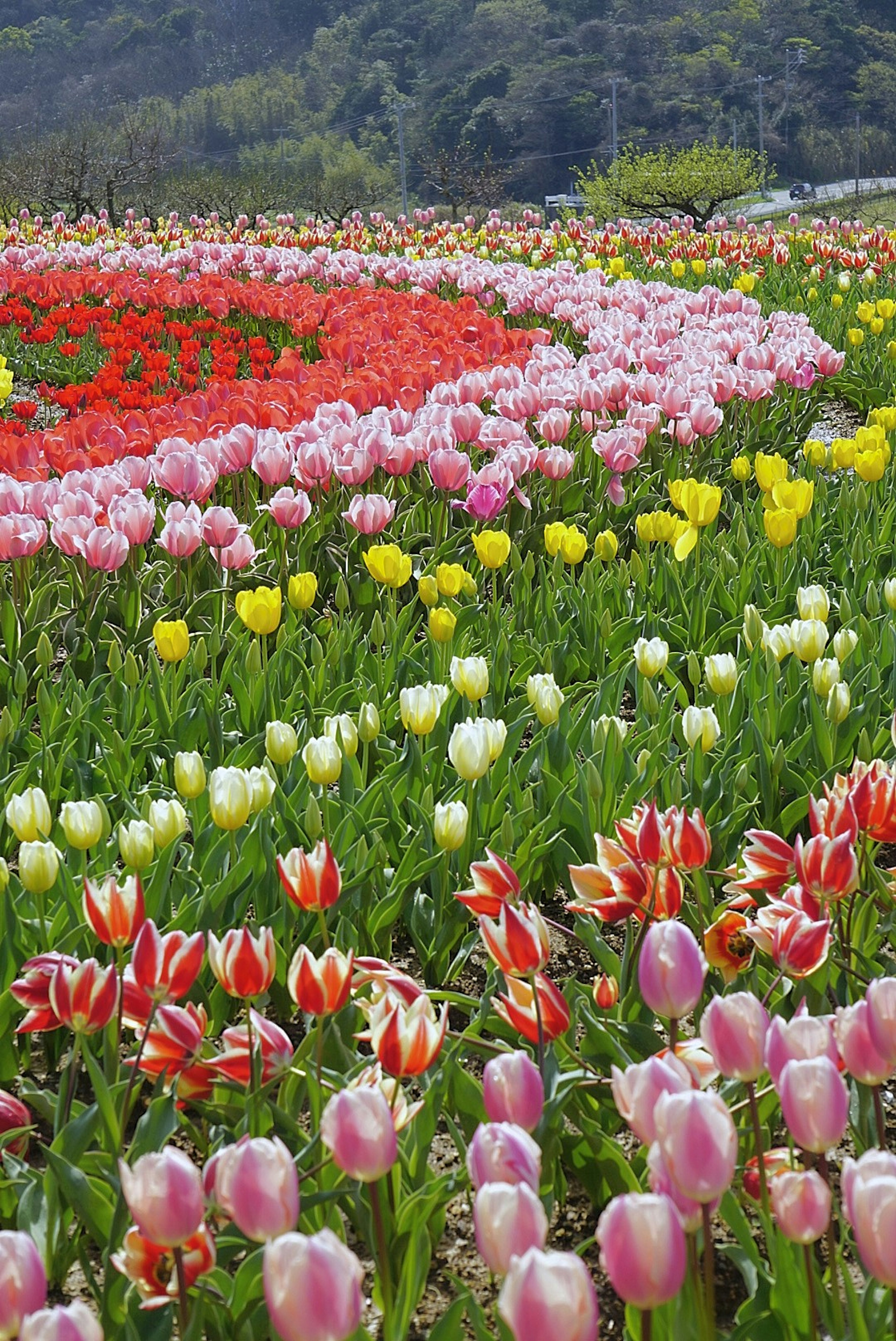 色彩斑斕的鬱金香田，盛開著粉紅色、黃色和紅色的花朵