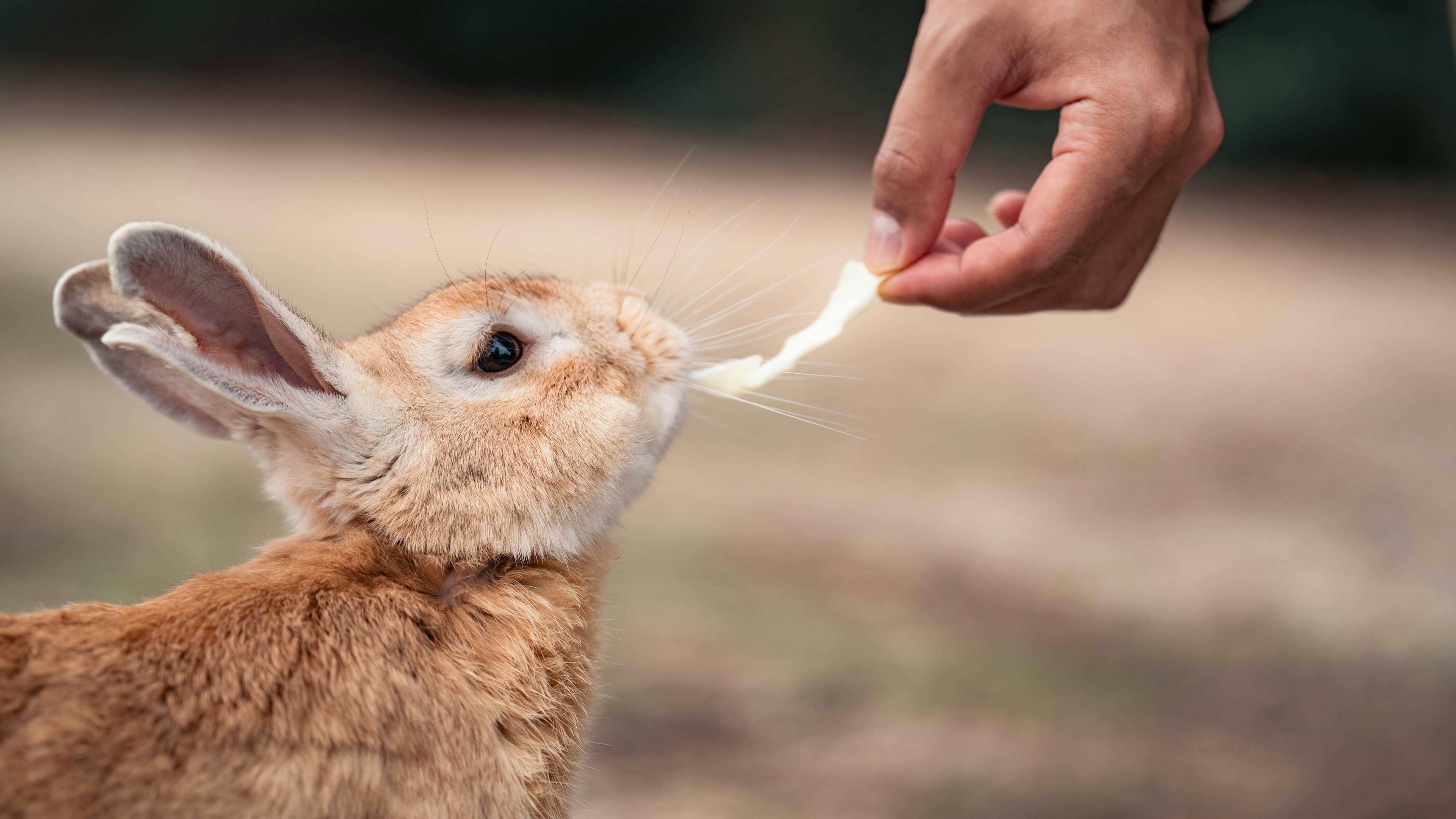 ウサギに餌を与える手元の様子