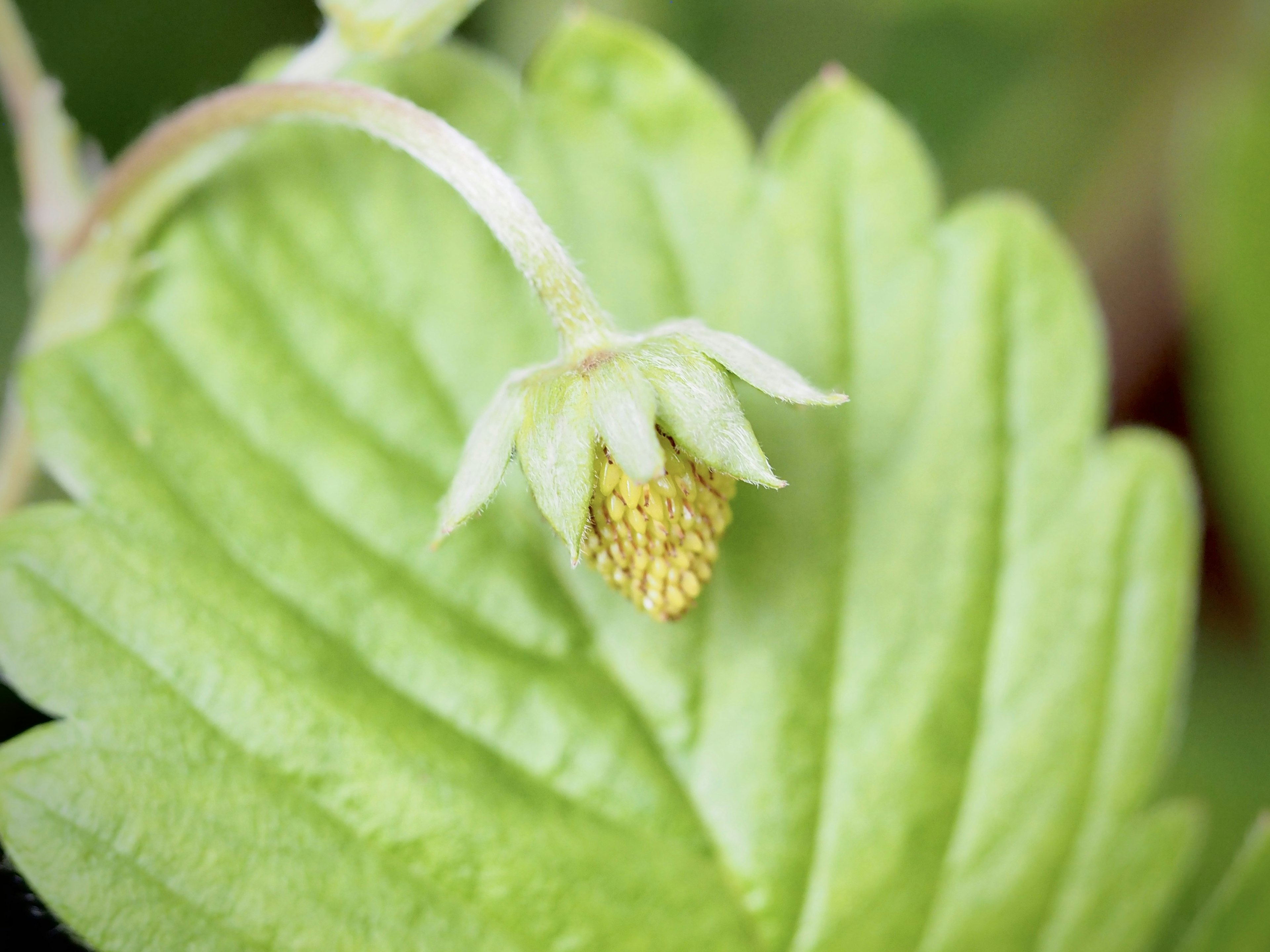 Green strawberry leaf with a small flower bud