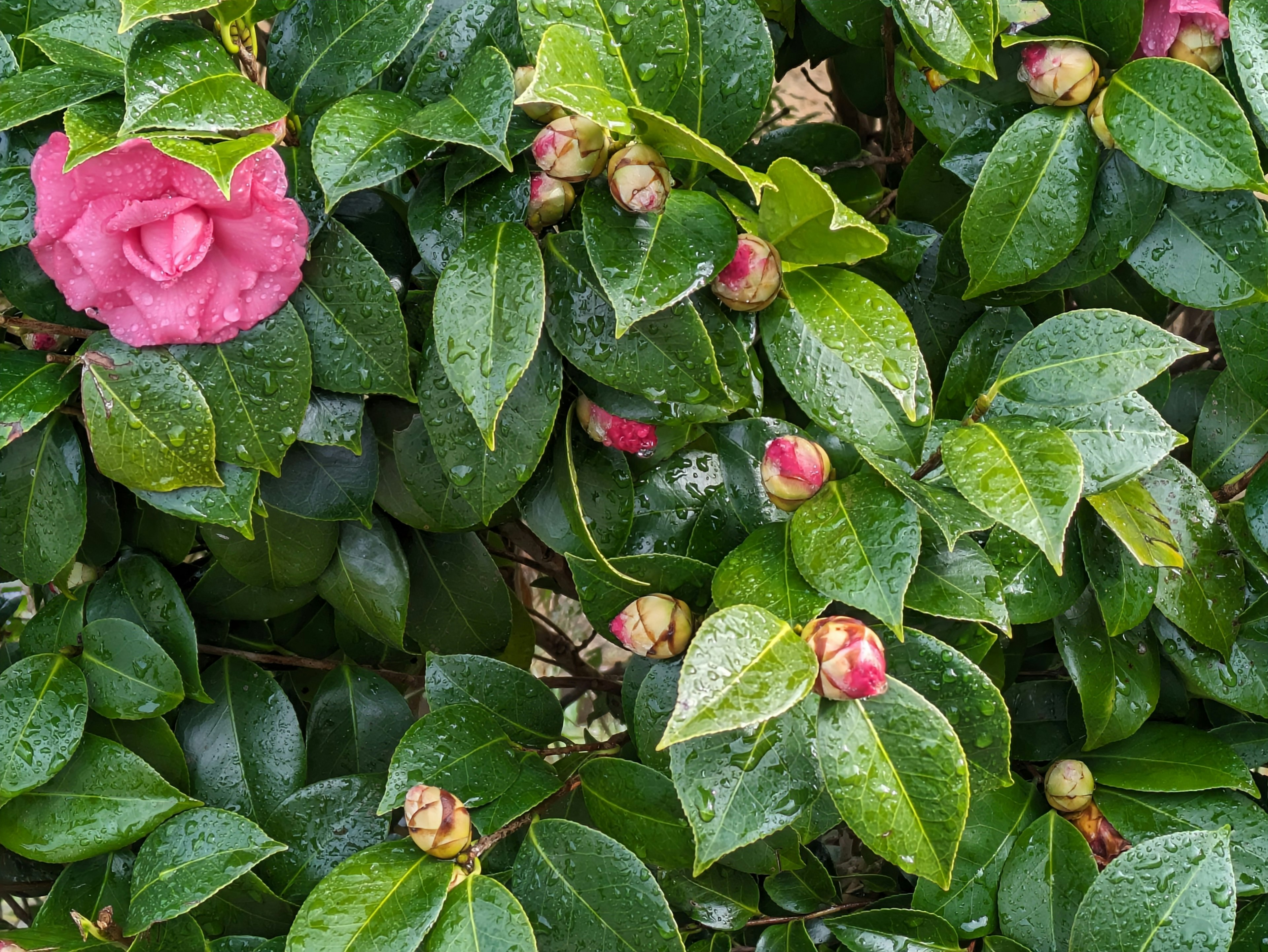 Rosa Blume und Knospen auf grüner Blattpflanze