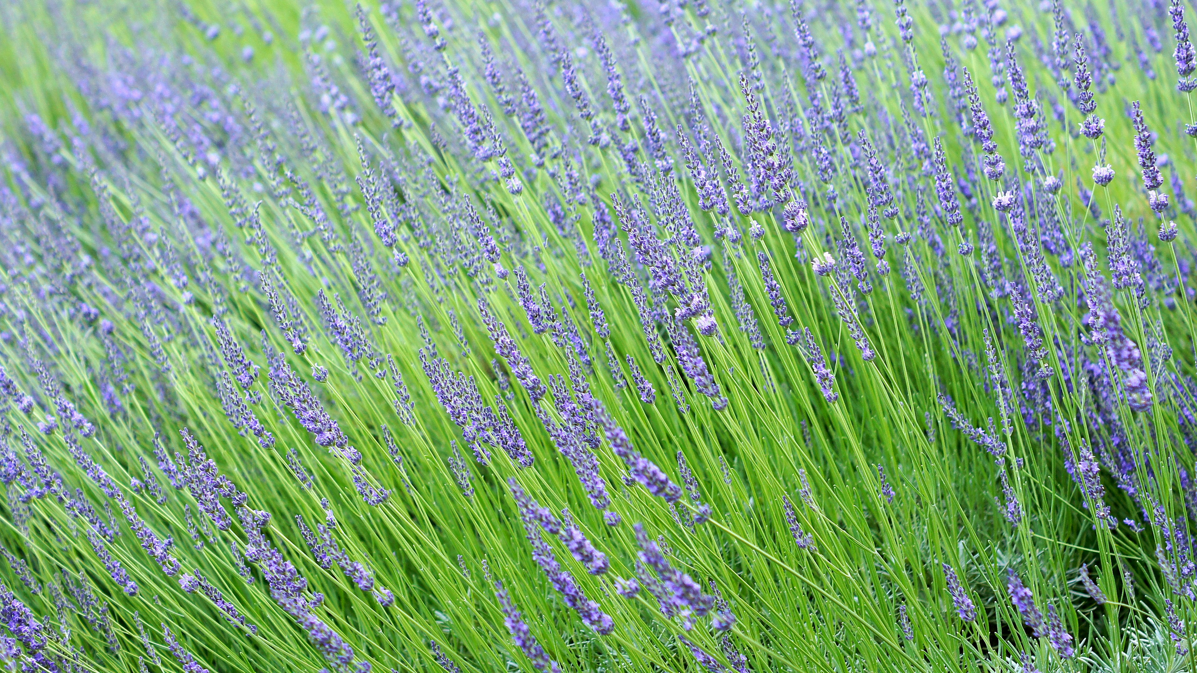 Feld von Lavendelblüten in violetten Farbtönen umgeben von grünem Gras