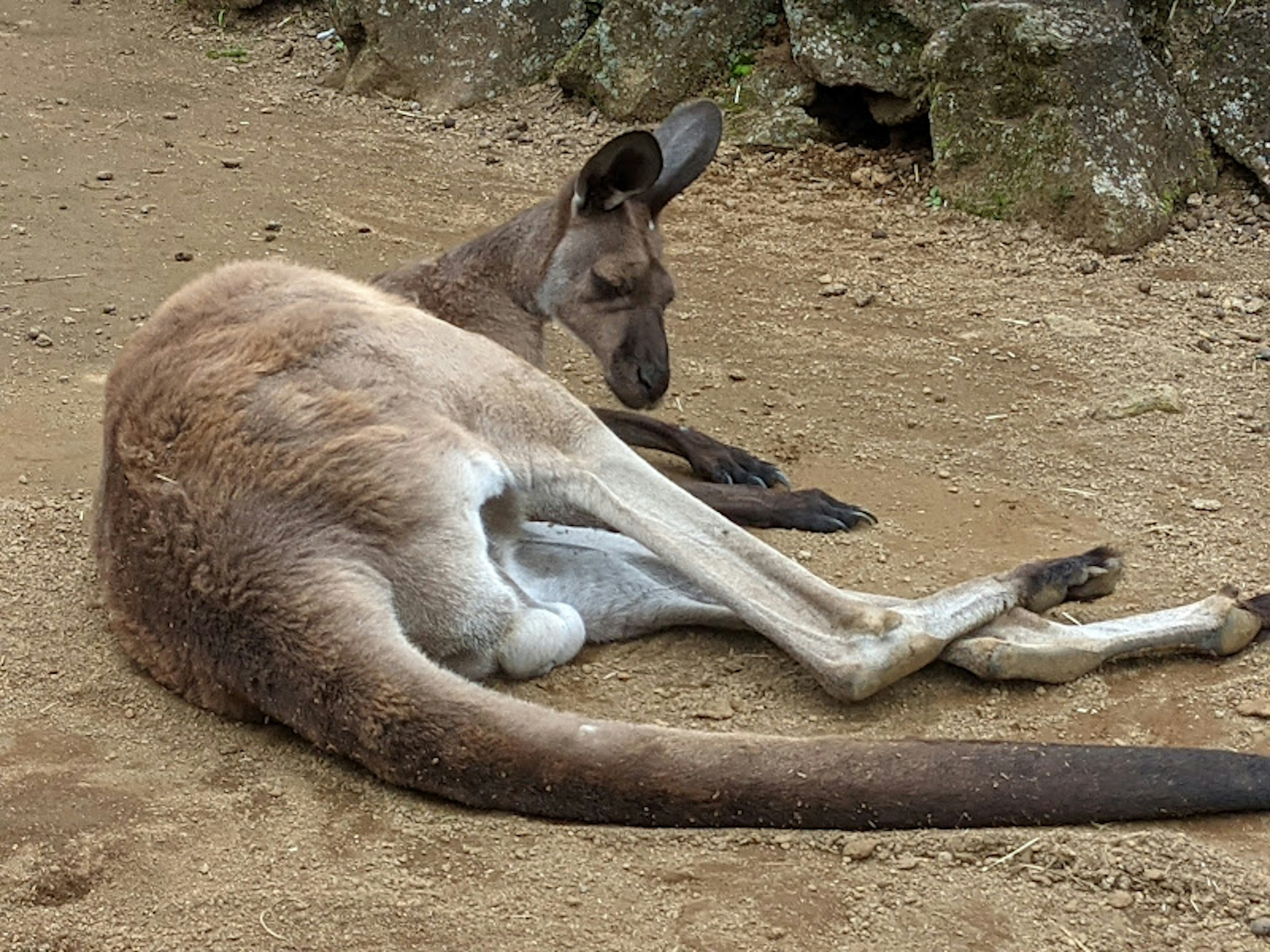 A kangaroo lying down with brown fur and a long tail surrounded by rocky terrain