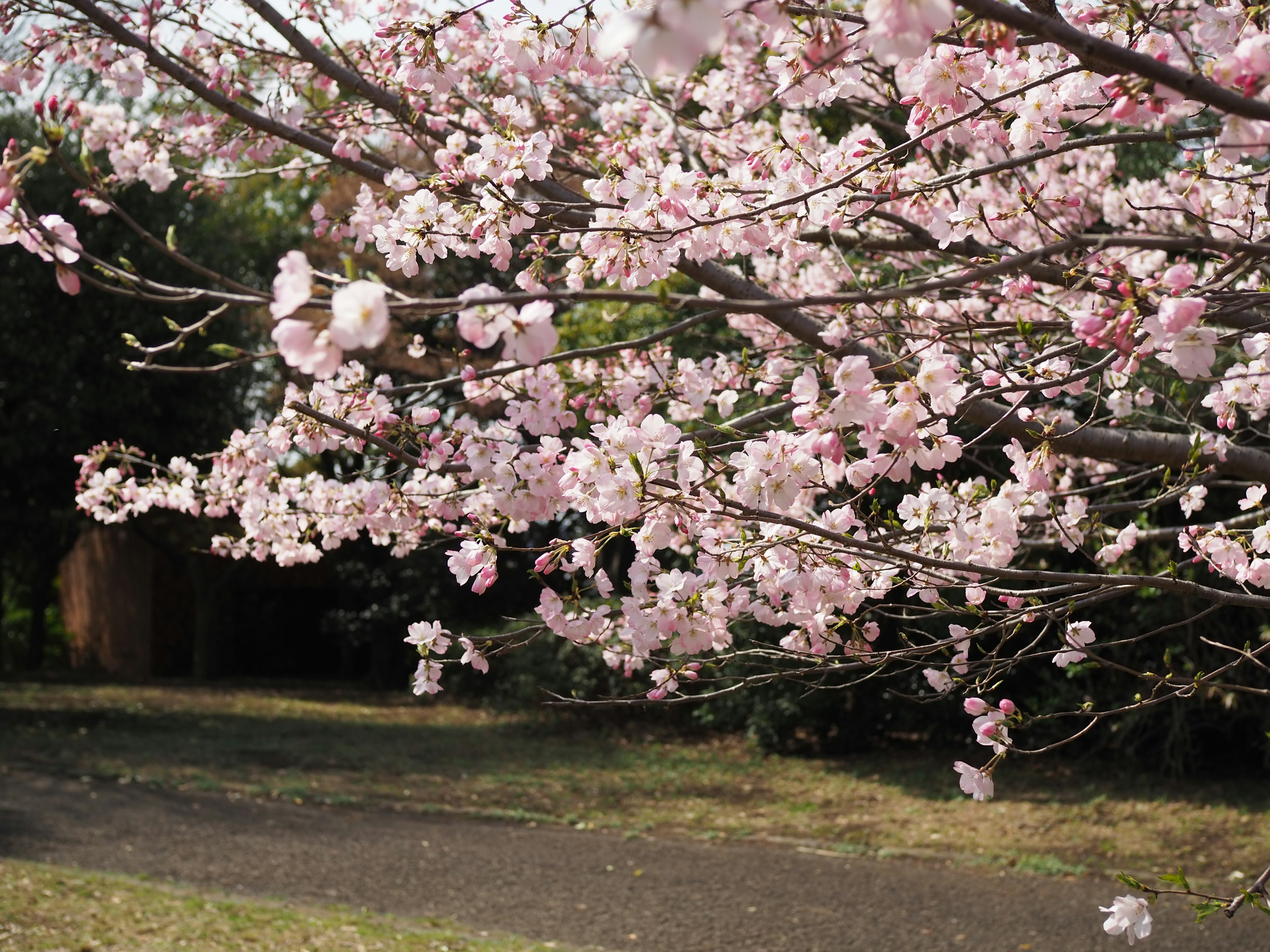 Close-up cabang bunga sakura yang mekar