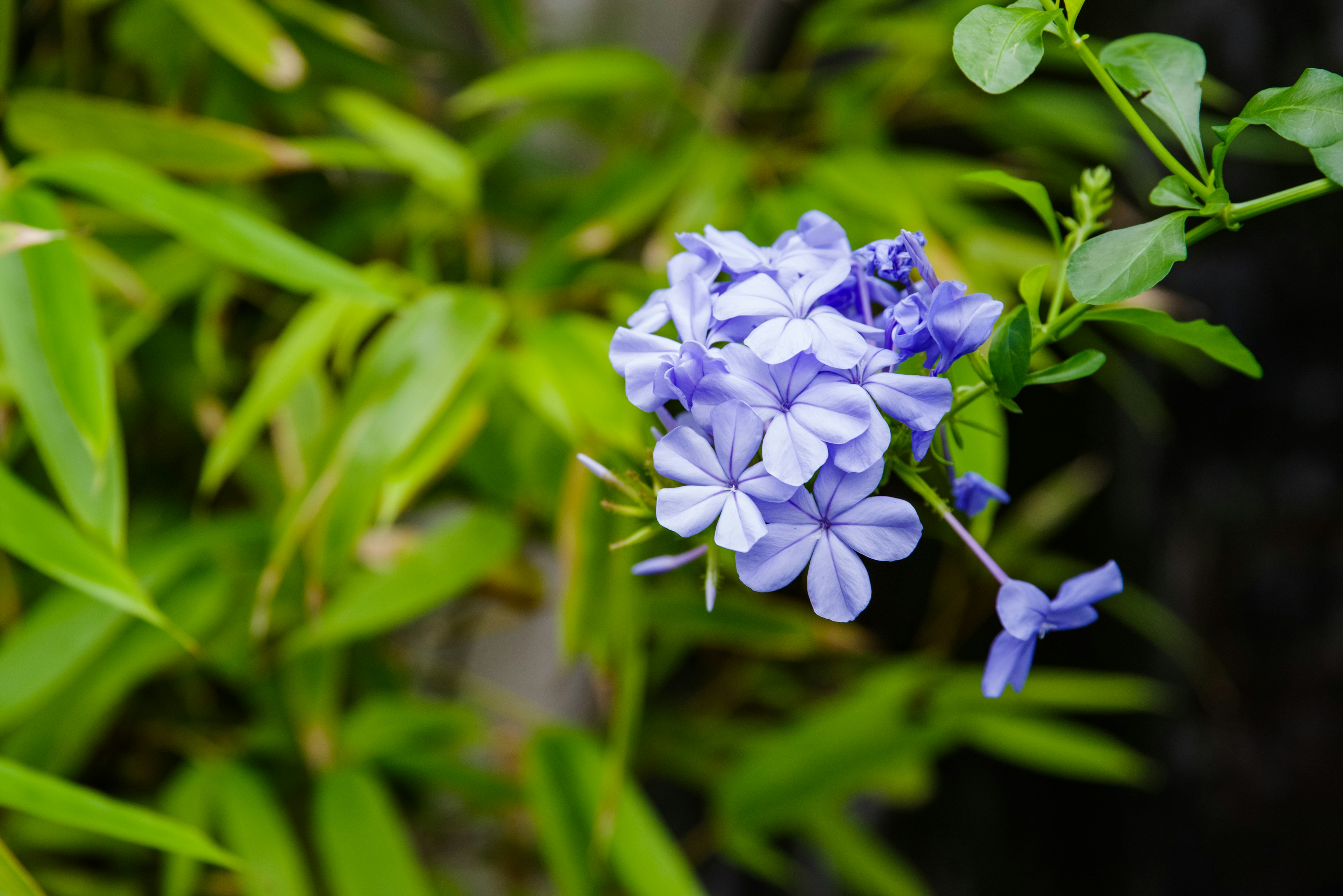 Acercamiento a flores moradas con hojas verdes