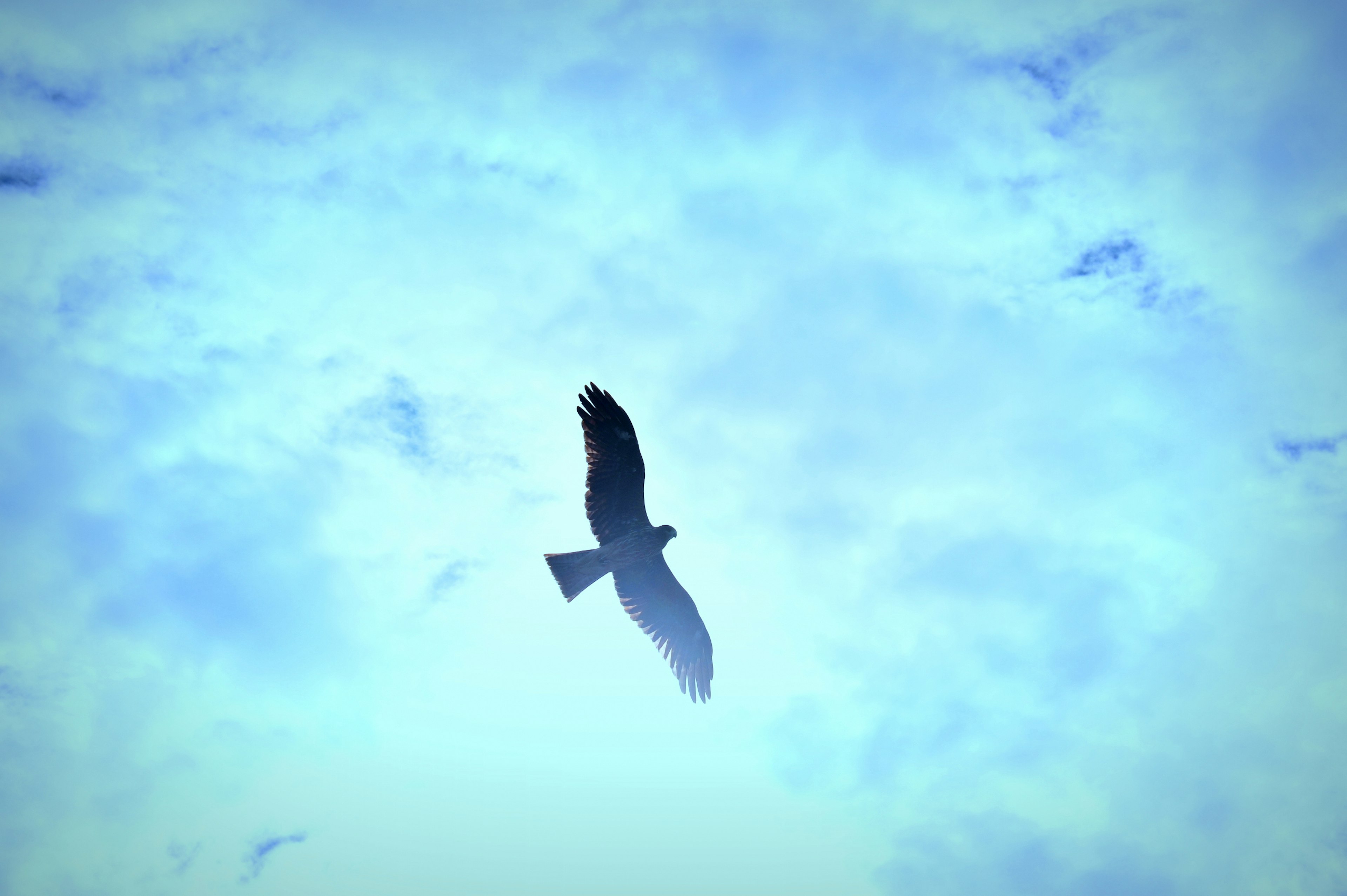 Silhouette d'un faucon planant dans le ciel bleu