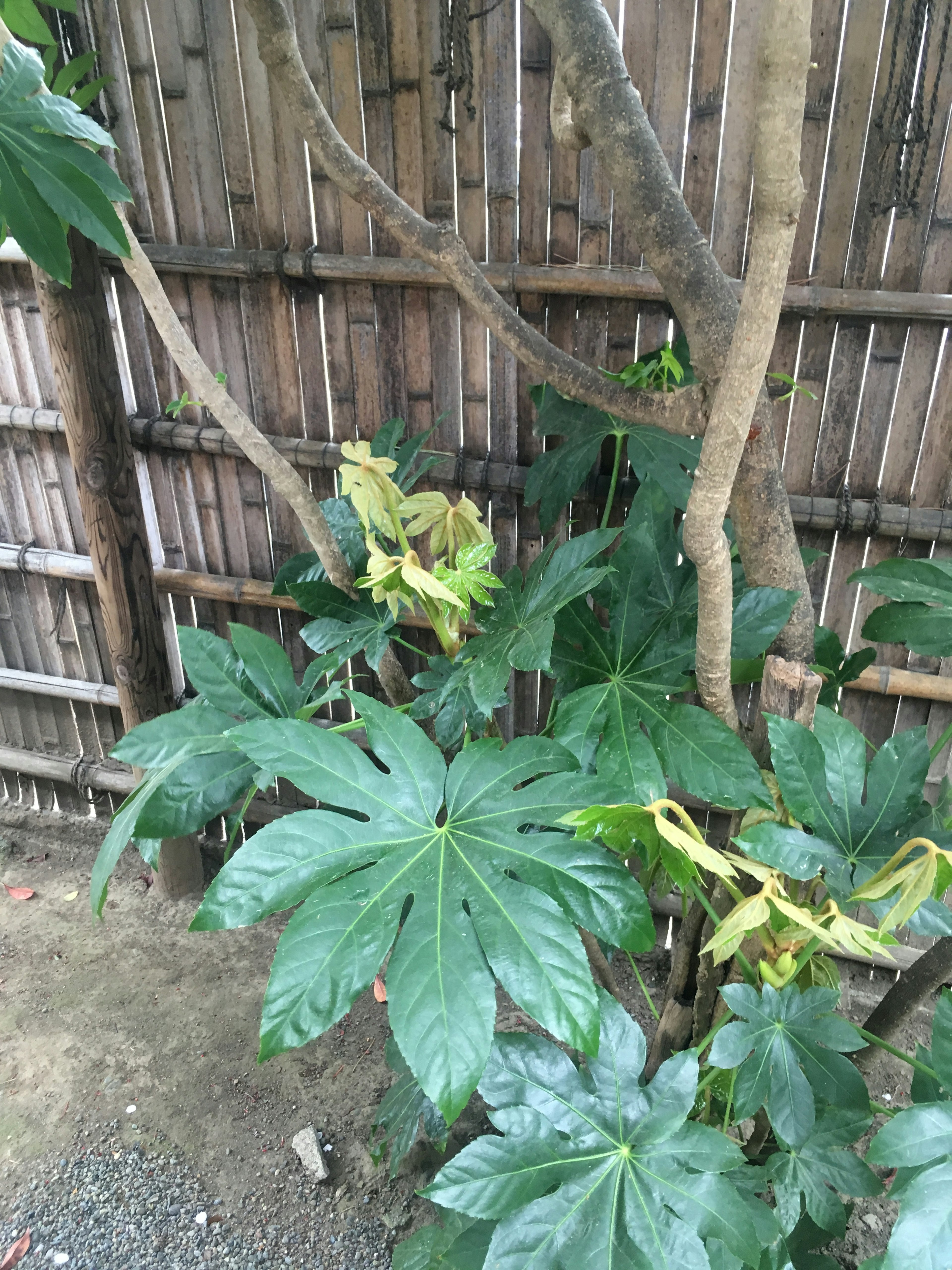 Sebuah pemandangan dengan tanaman berdaun hijau besar di samping pagar bambu