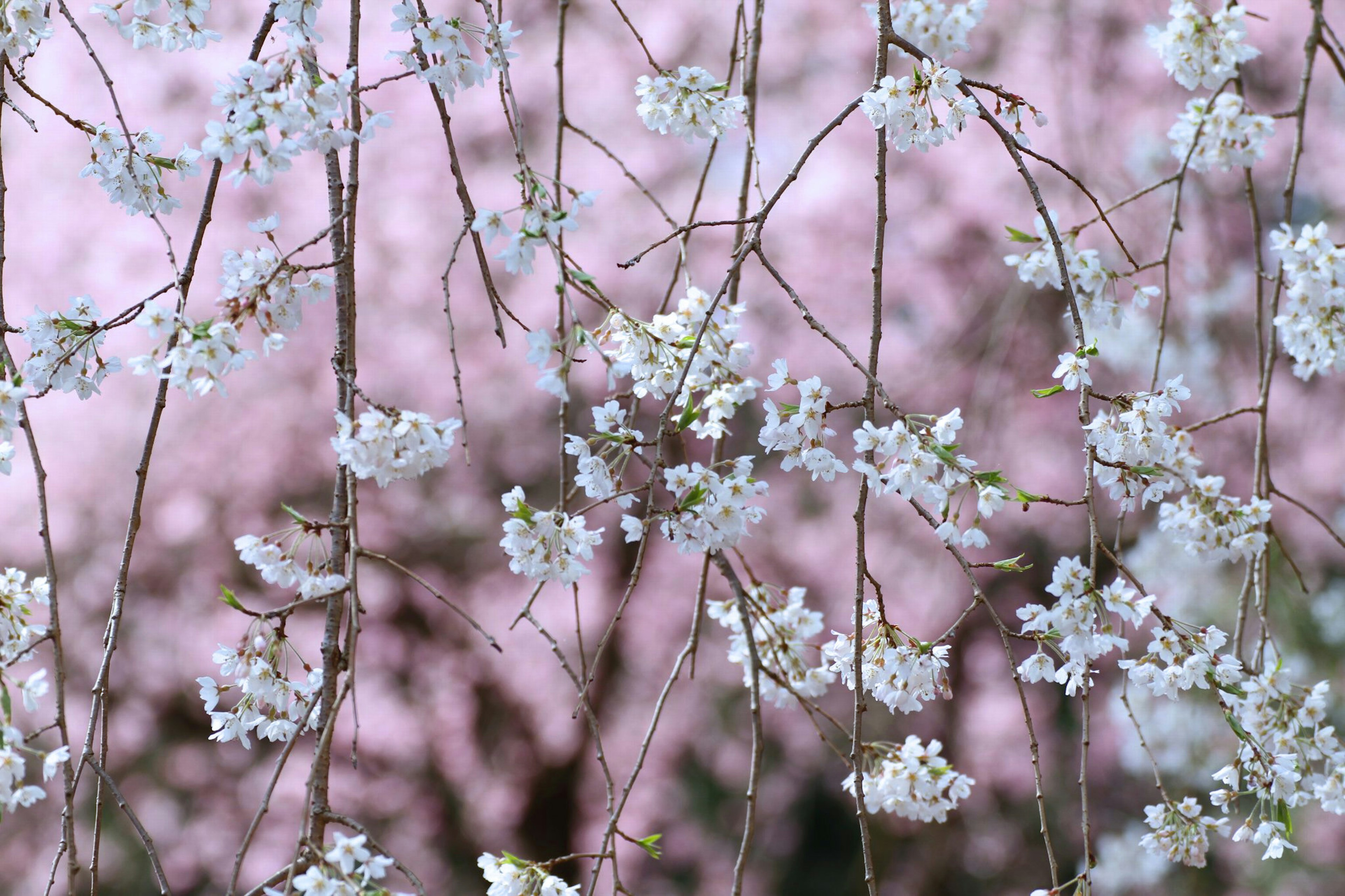 ภาพสวยงามของดอกซากุระที่แขวนอยู่บนพื้นหลังสีชมพูอ่อน