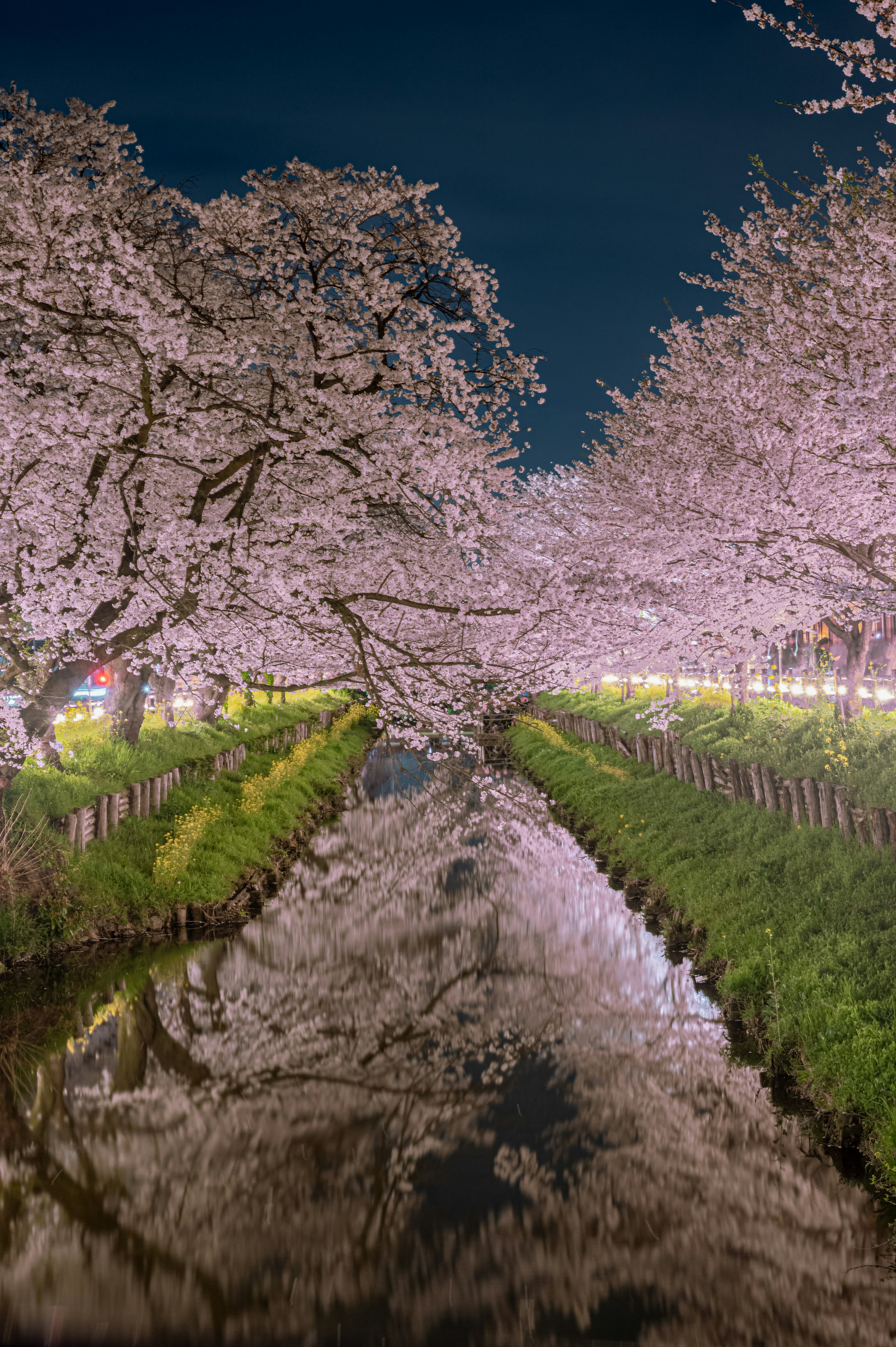 Night view of cherry blossom trees lining a canal with reflections