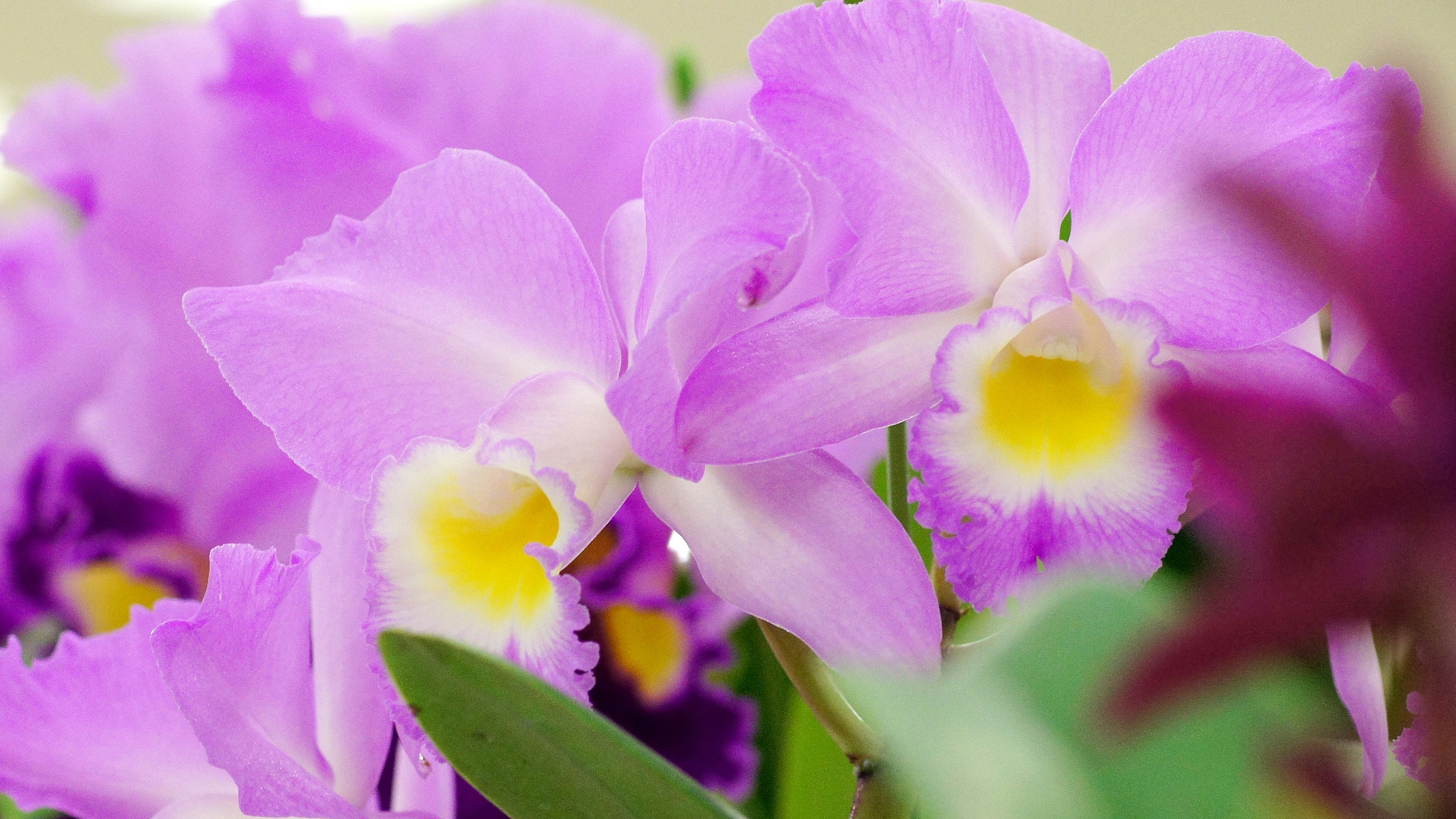 Orchidées violettes vibrantes avec des centres jaunes