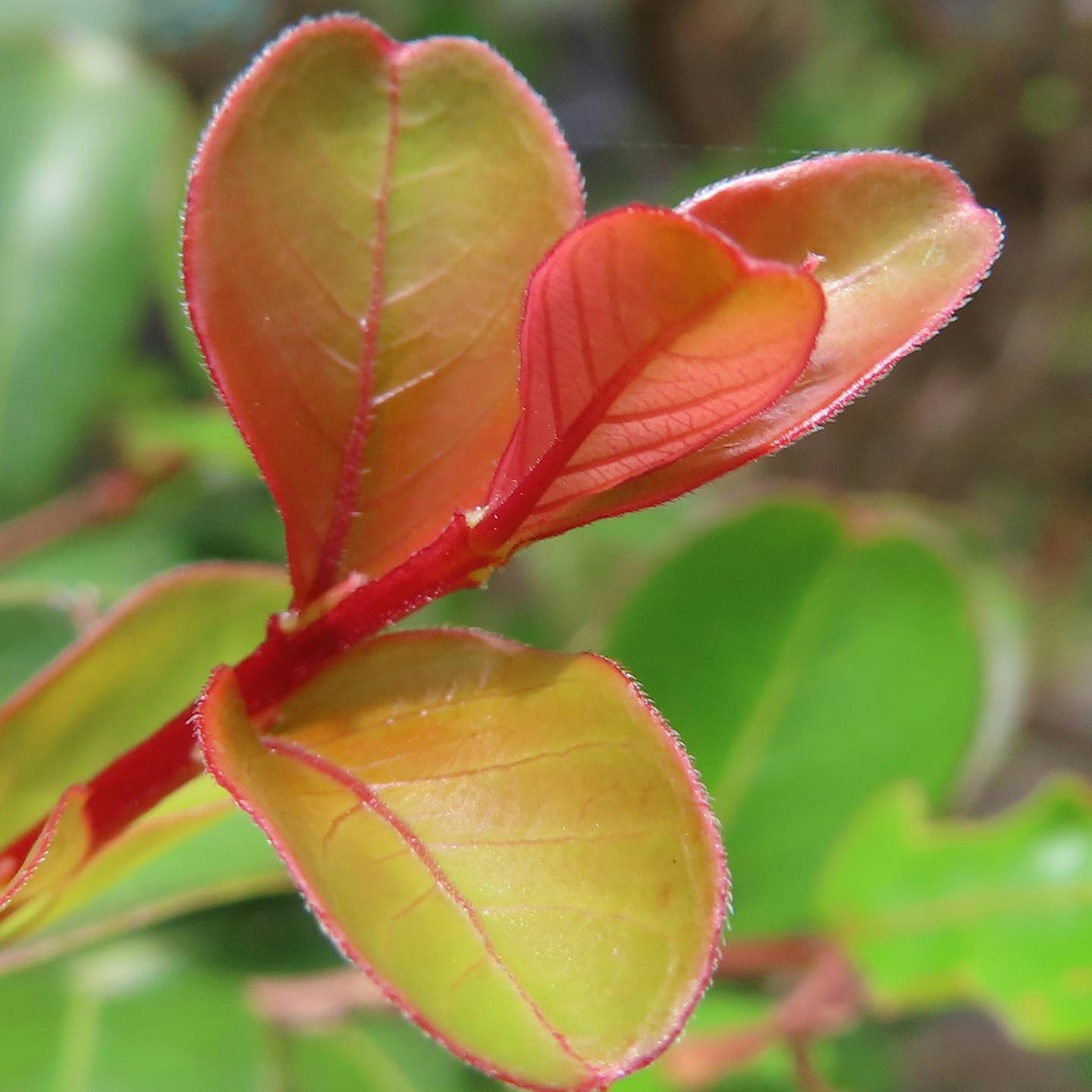 Primo piano di nuove foglie rosse e verdi