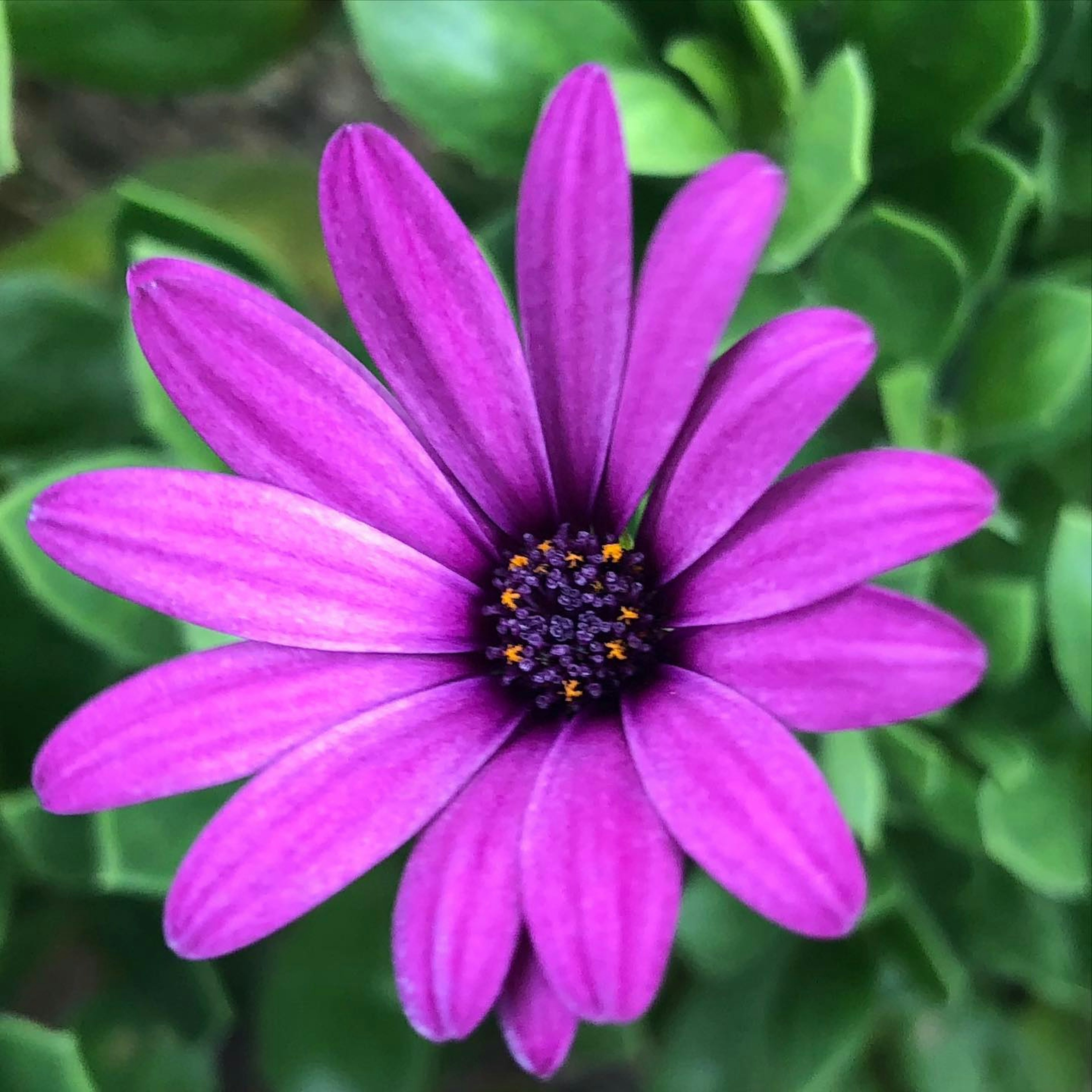 Vibrante lila Blume mit grünen Blättern