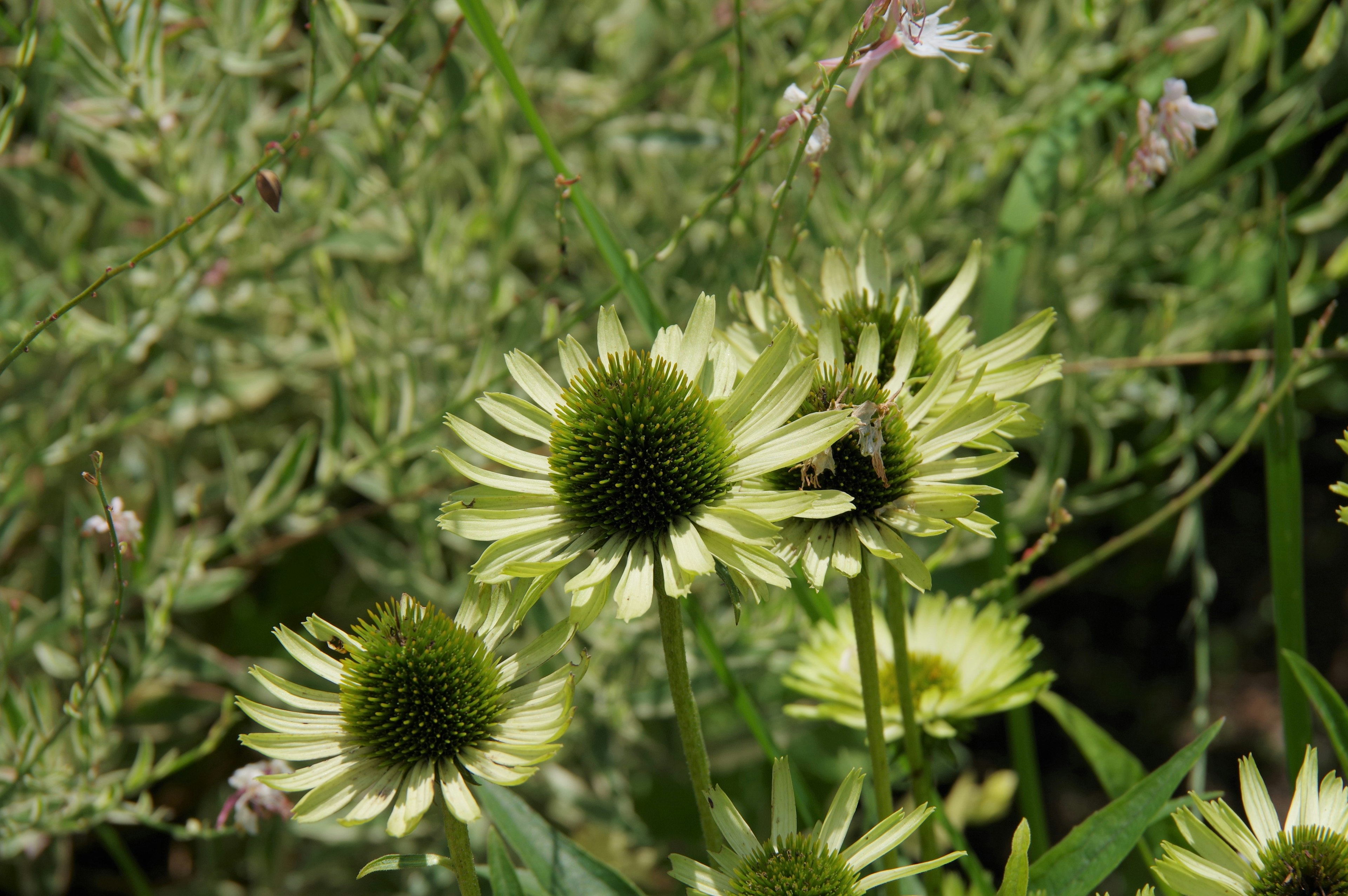 Fleurs jaunes avec des centres verts dans un arrière-plan luxuriant