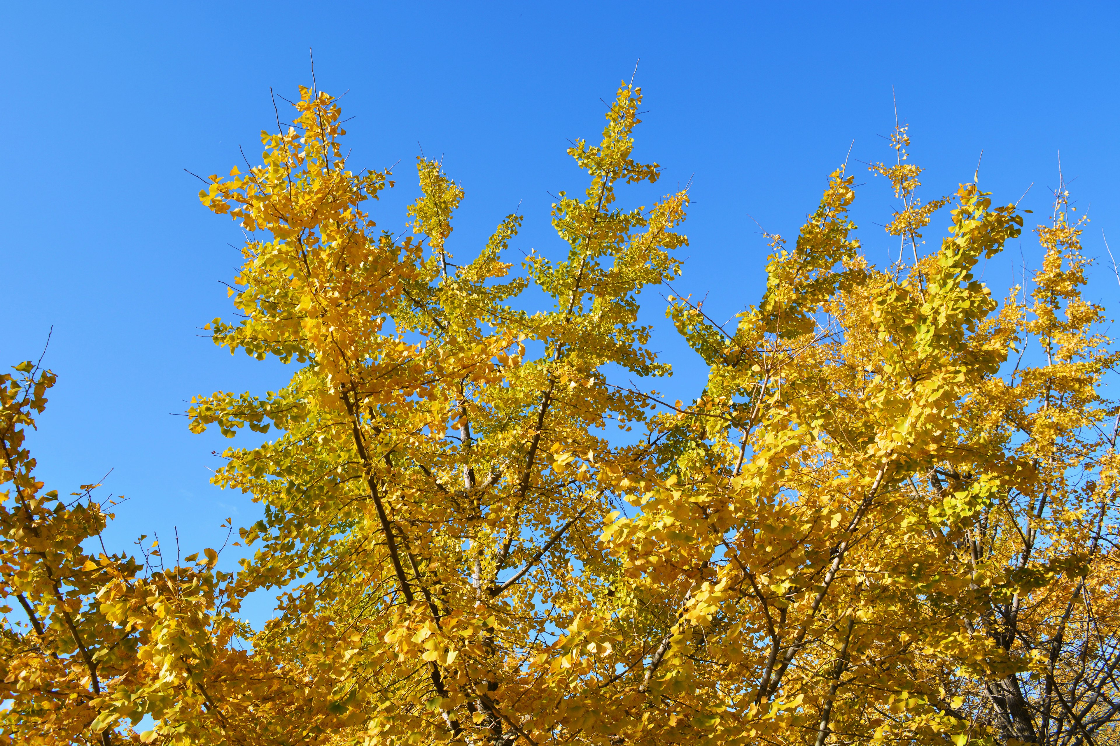 Gros plan sur des arbres aux feuilles jaunes sous un ciel bleu