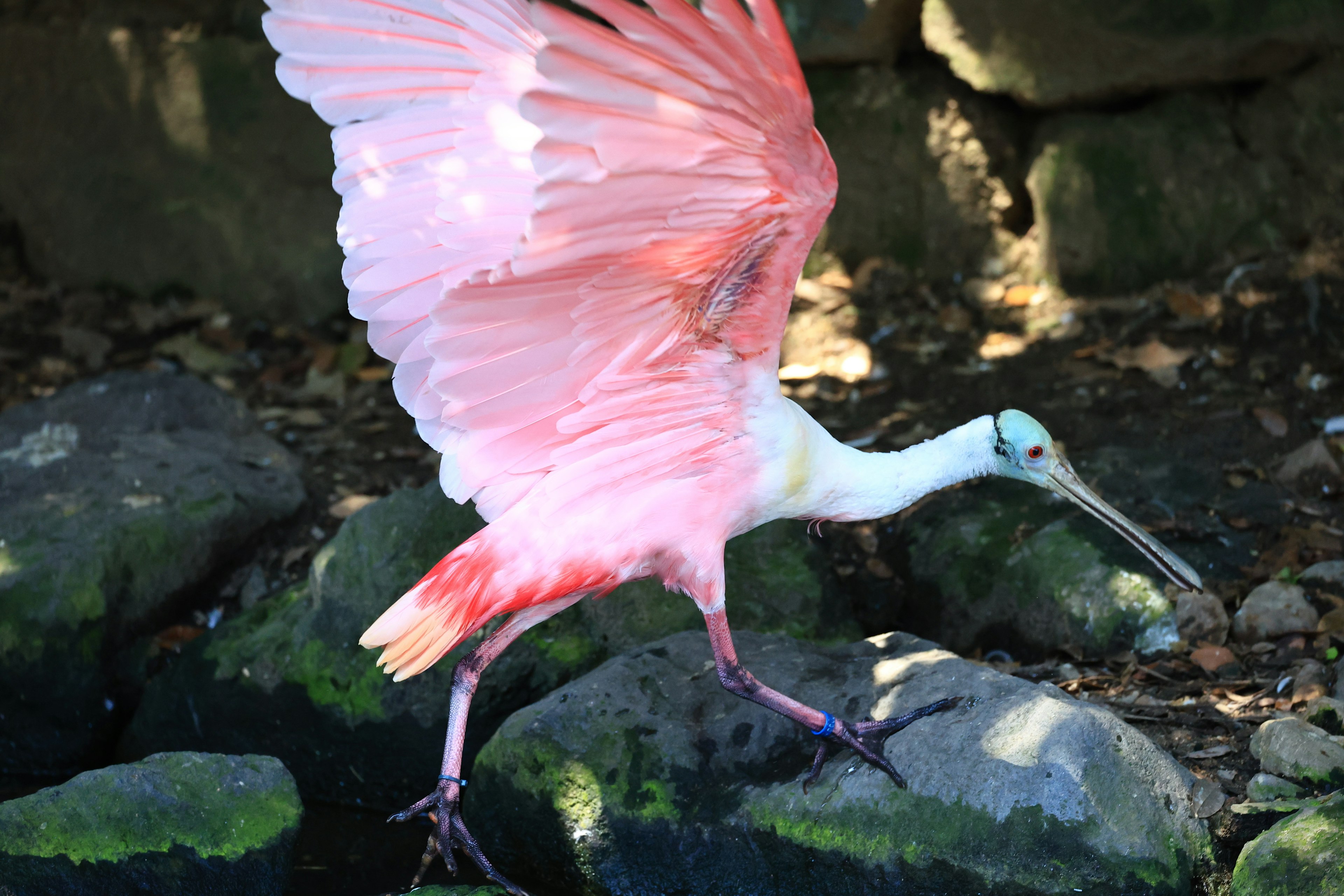 Un uccello con piume rosa che cammina su rocce