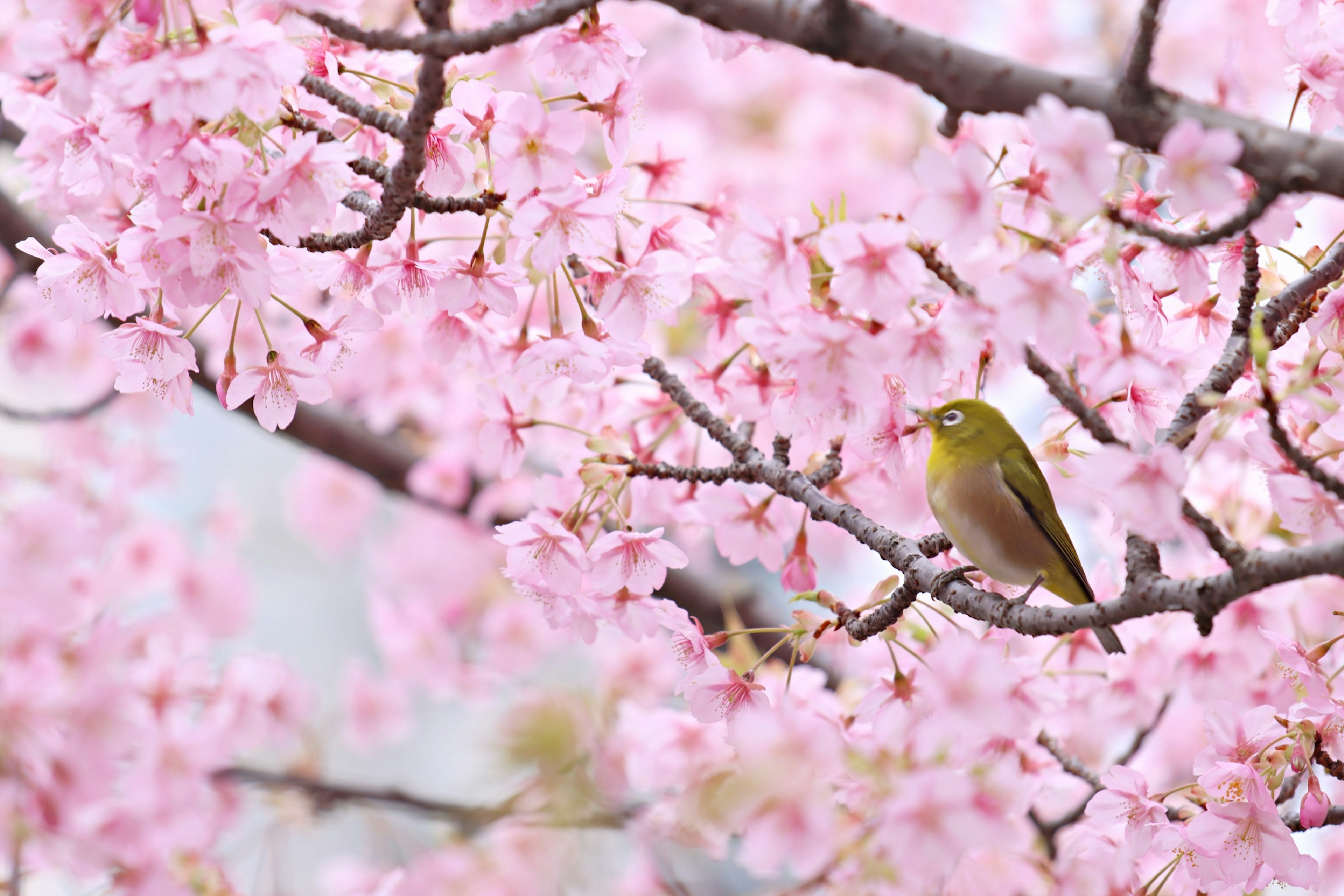 Pemandangan indah dengan bunga sakura dan seekor burung kecil