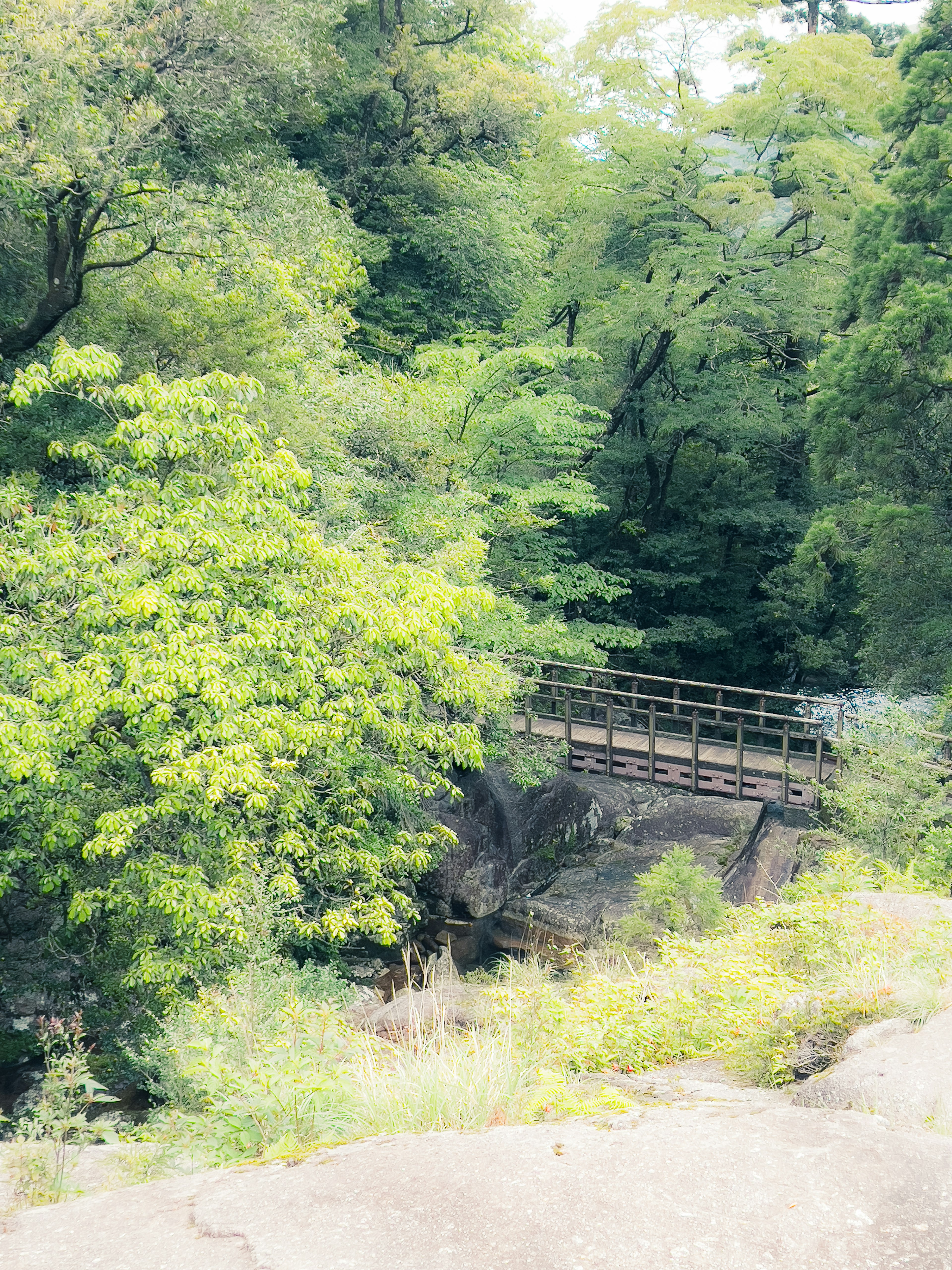 Eine kleine Holzbrücke umgeben von üppig grünen Bäumen