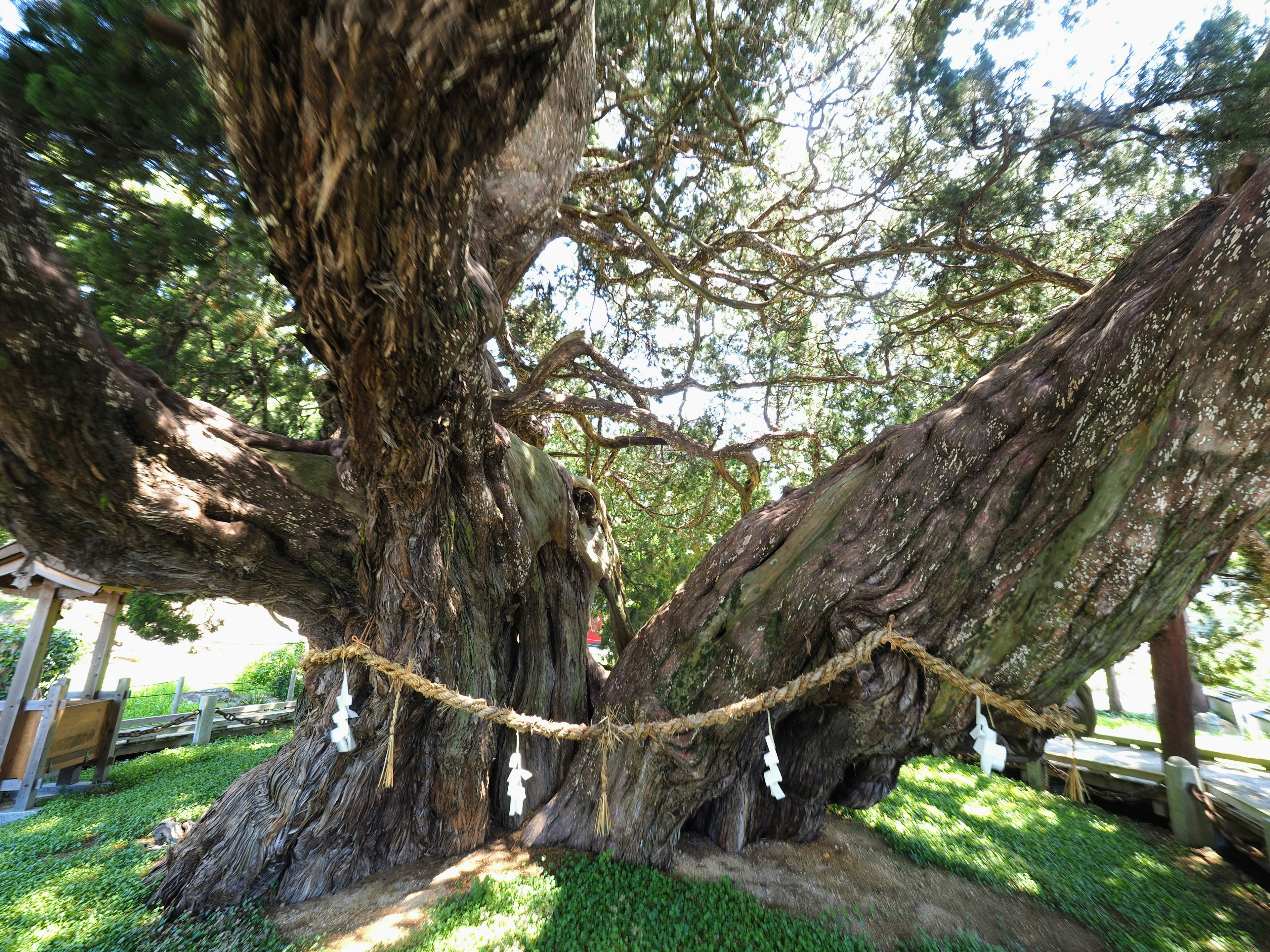 A large ancient tree with a split trunk surrounded by green grass and adorned with a sacred rope between its branches