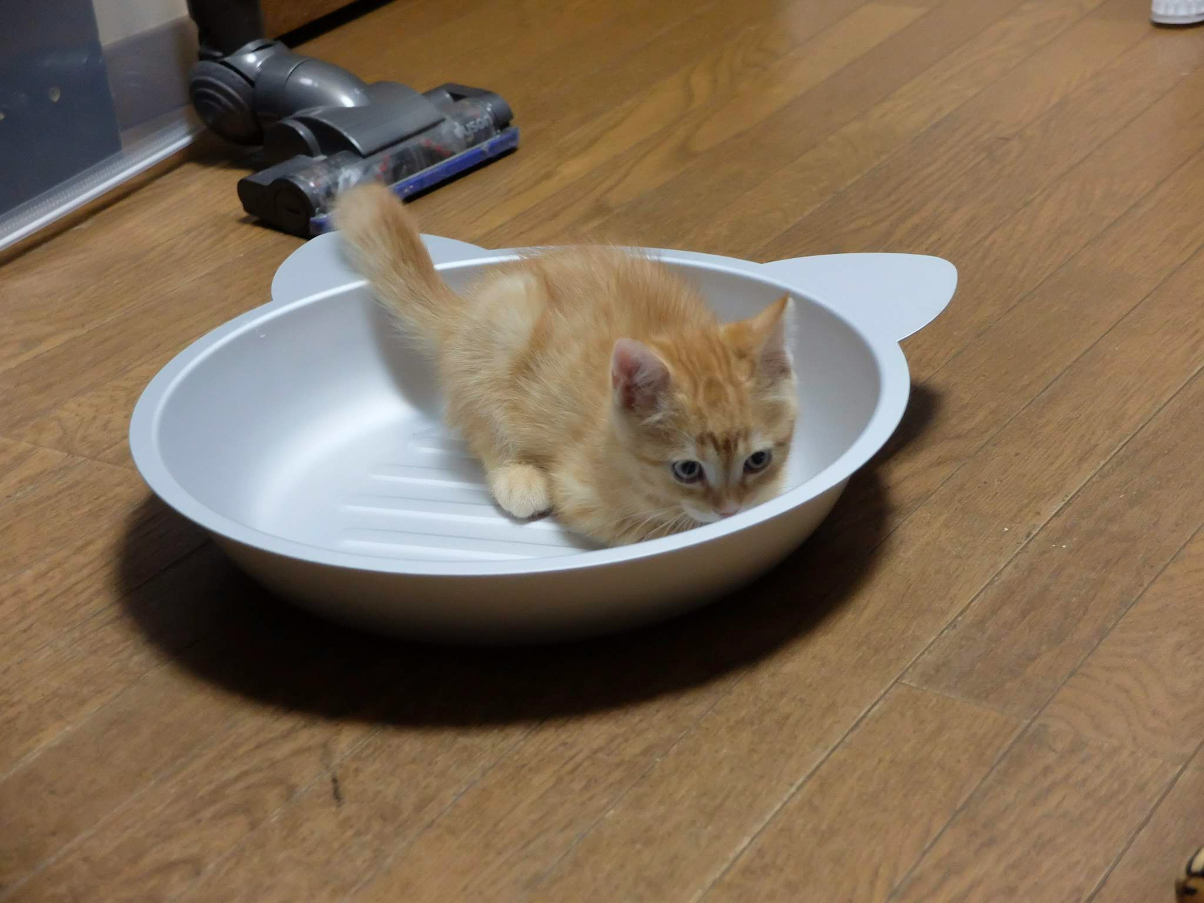 A small orange kitten sitting in a white bowl inside a room