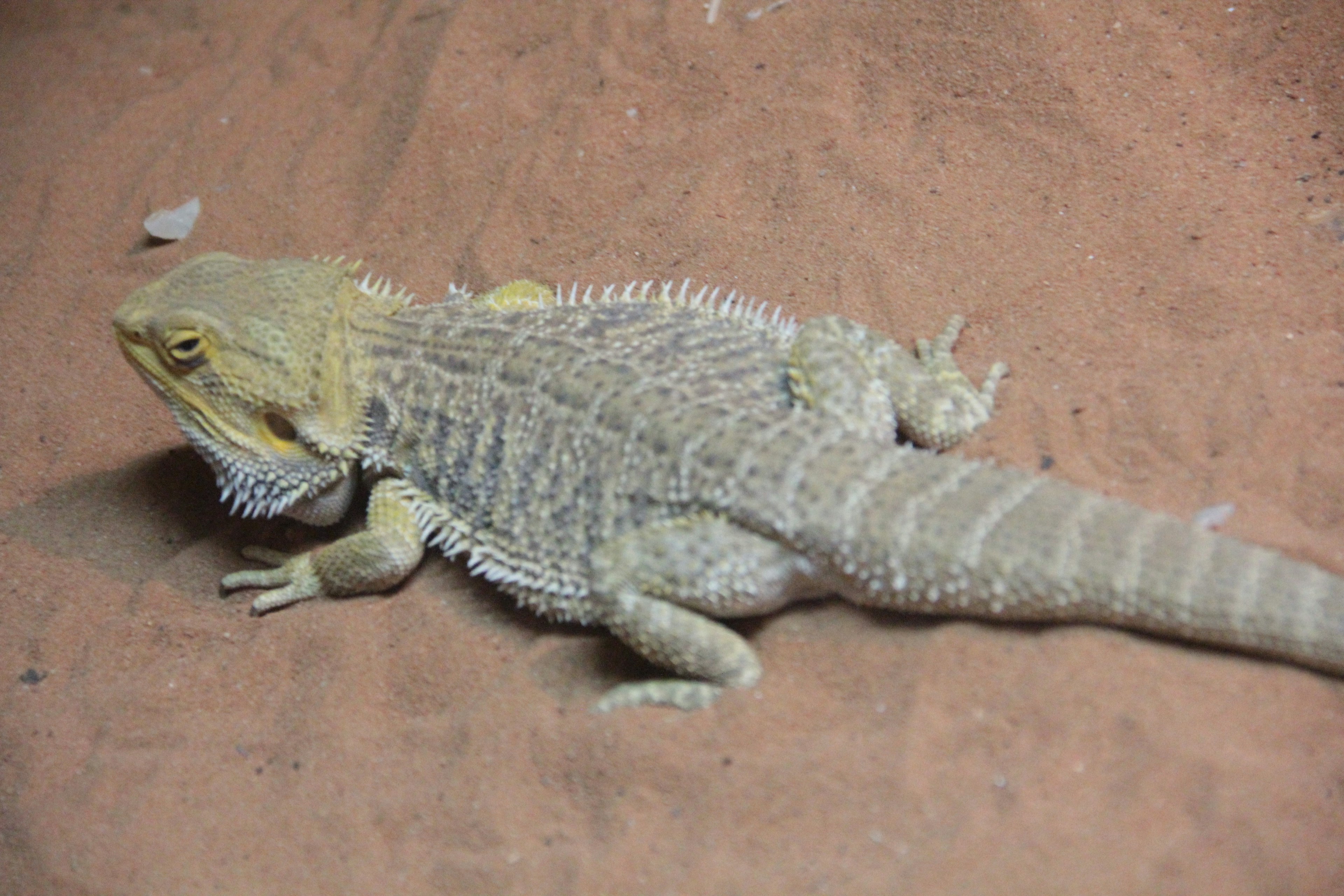 Un lézard jaune allongé sur le sol