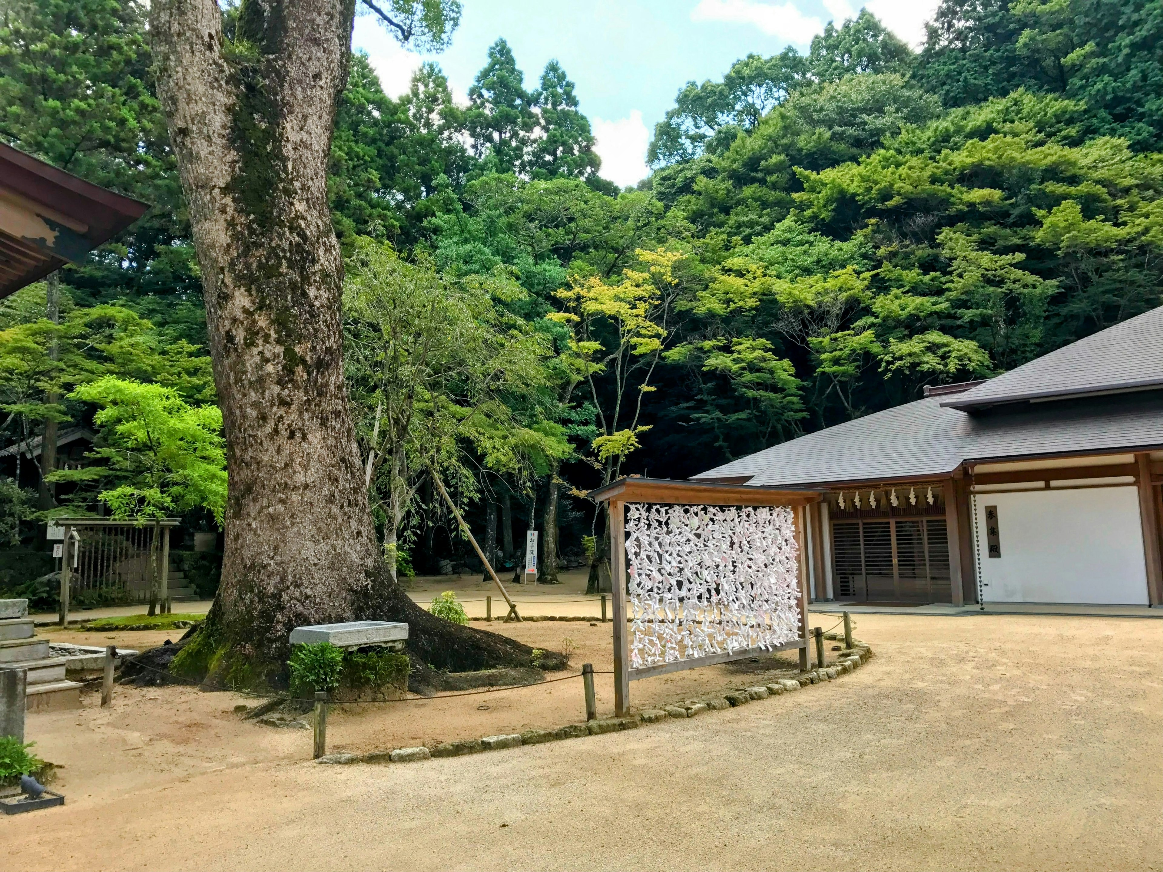 Un jardín sereno con un gran árbol rodeado de vegetación