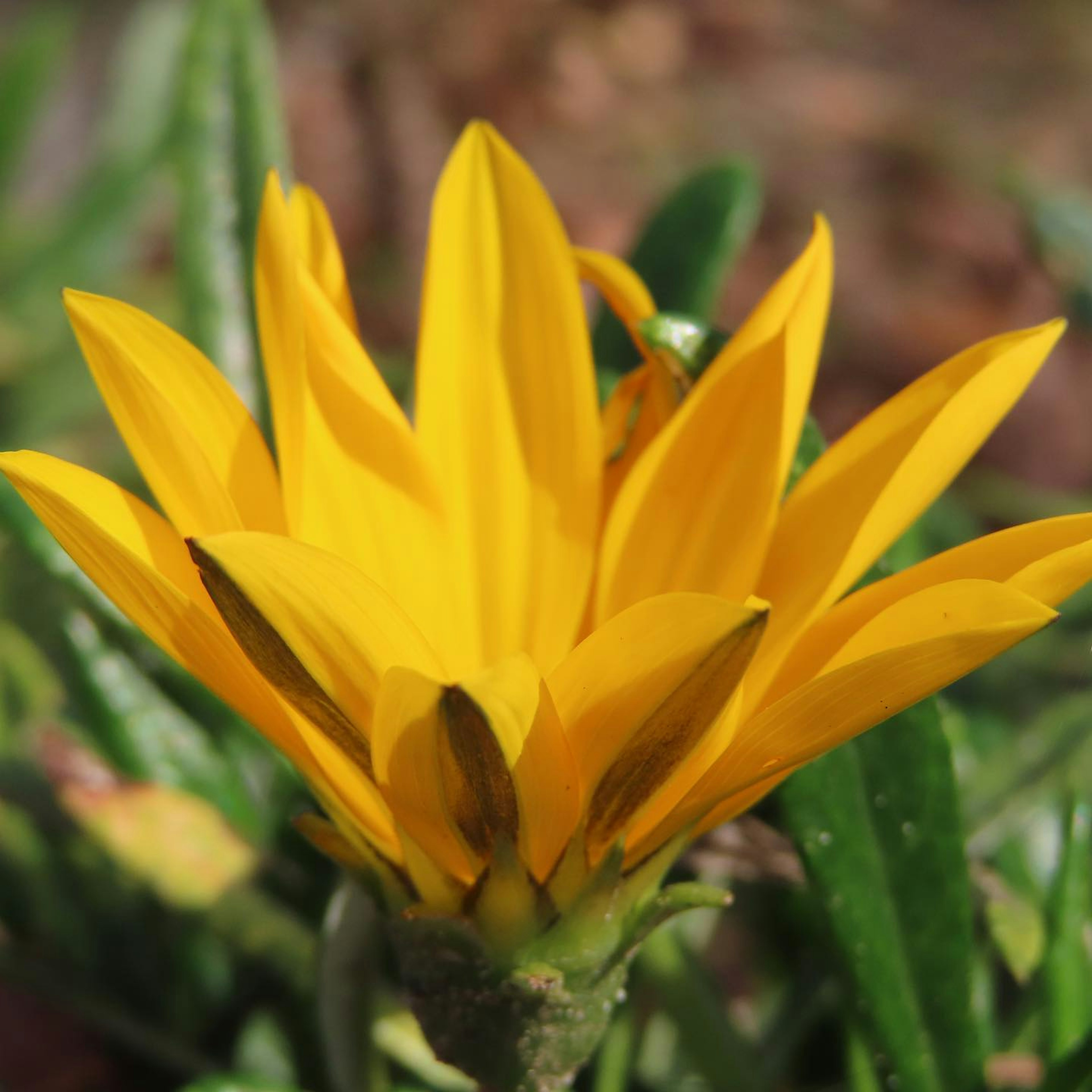 Primo piano di un fiore giallo vibrante circondato da foglie verdi