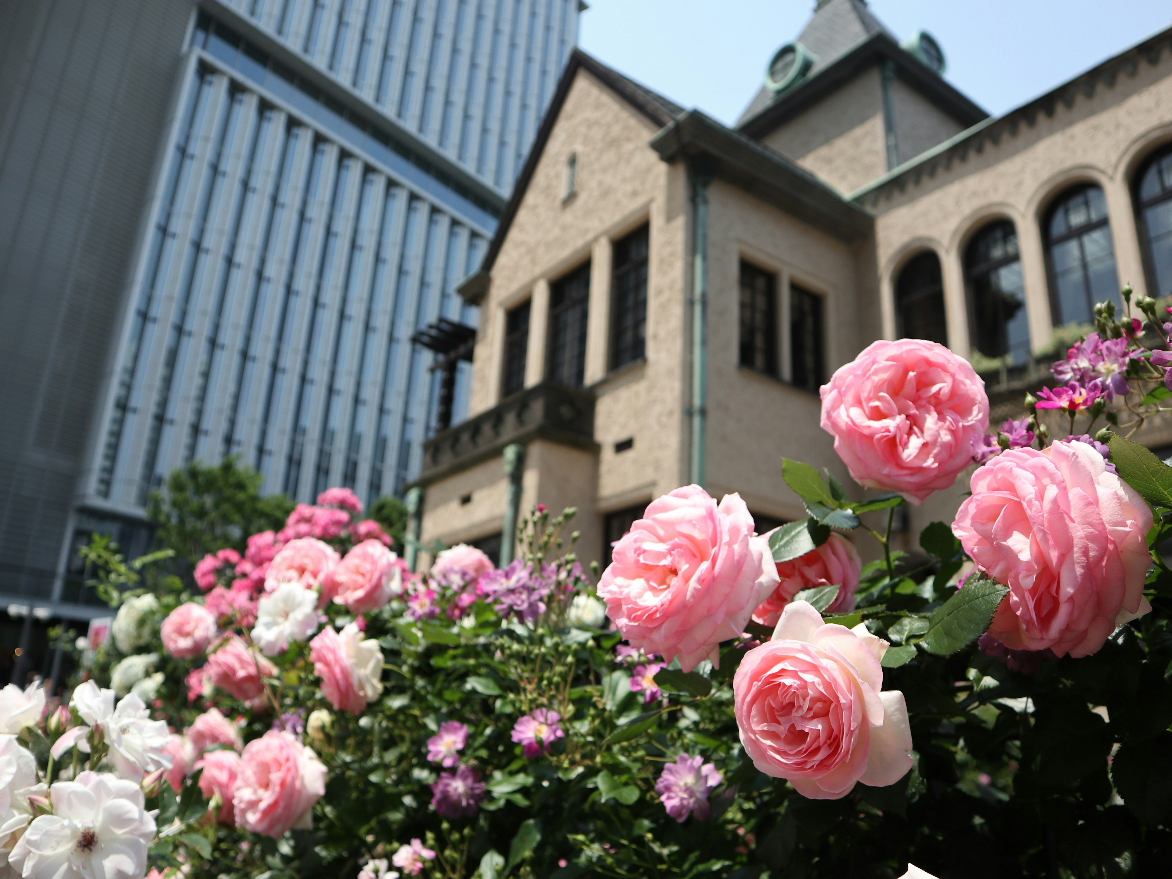 Beautiful pink roses blooming in a garden with a modern building in the background