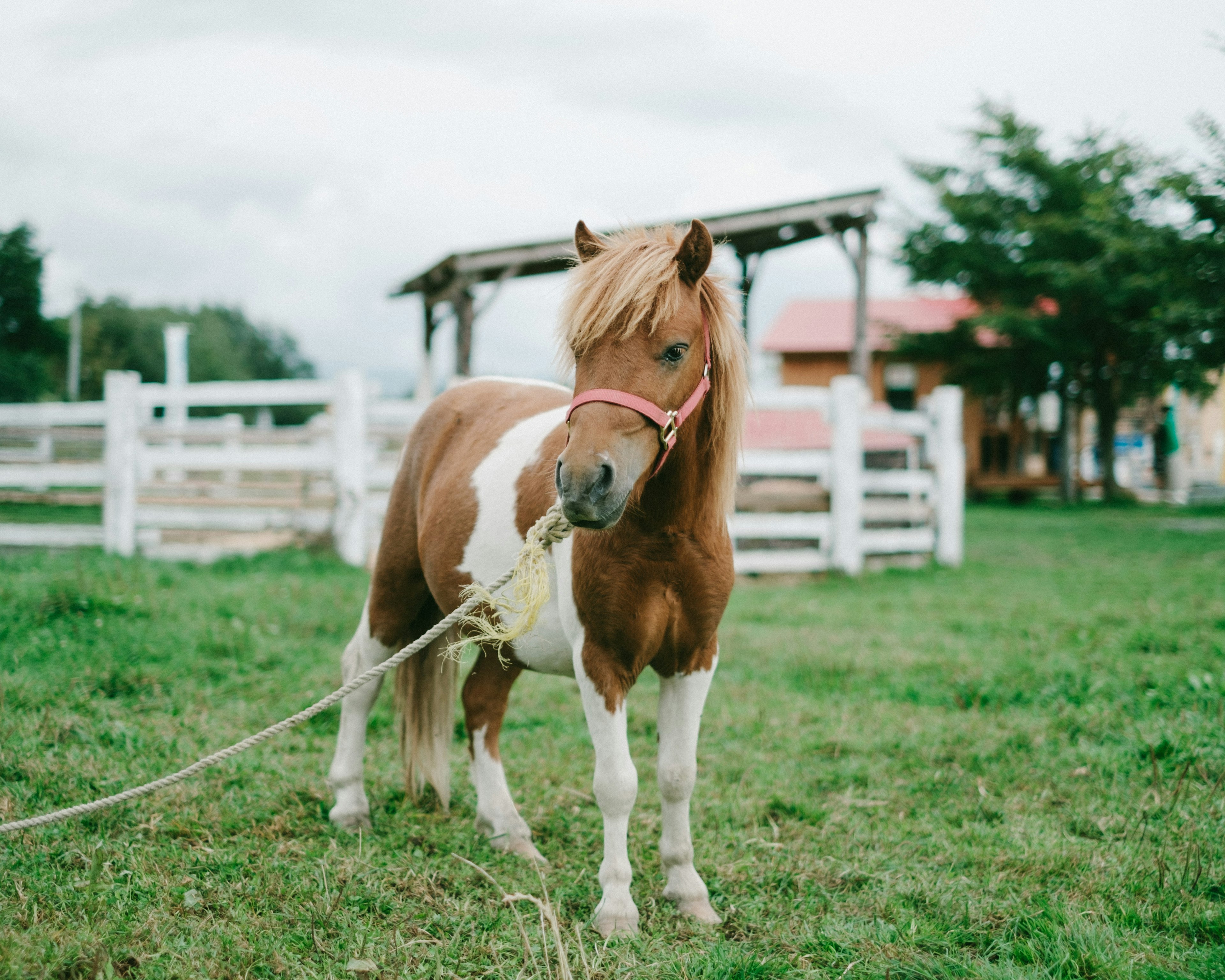 Un piccolo pony in piedi sull'erba con una corda legata