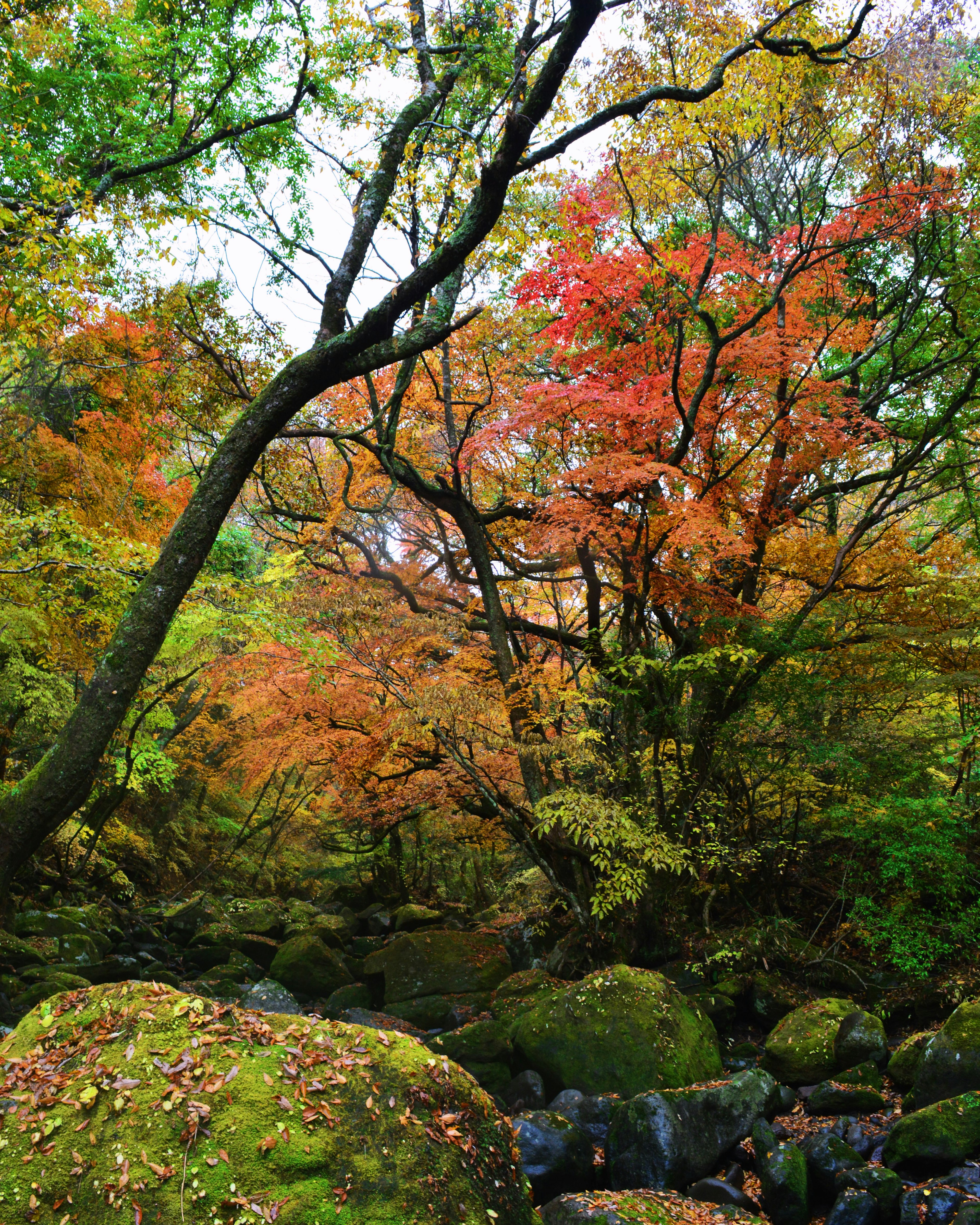 Paesaggio forestale con alberi autunnali colorati e rocce