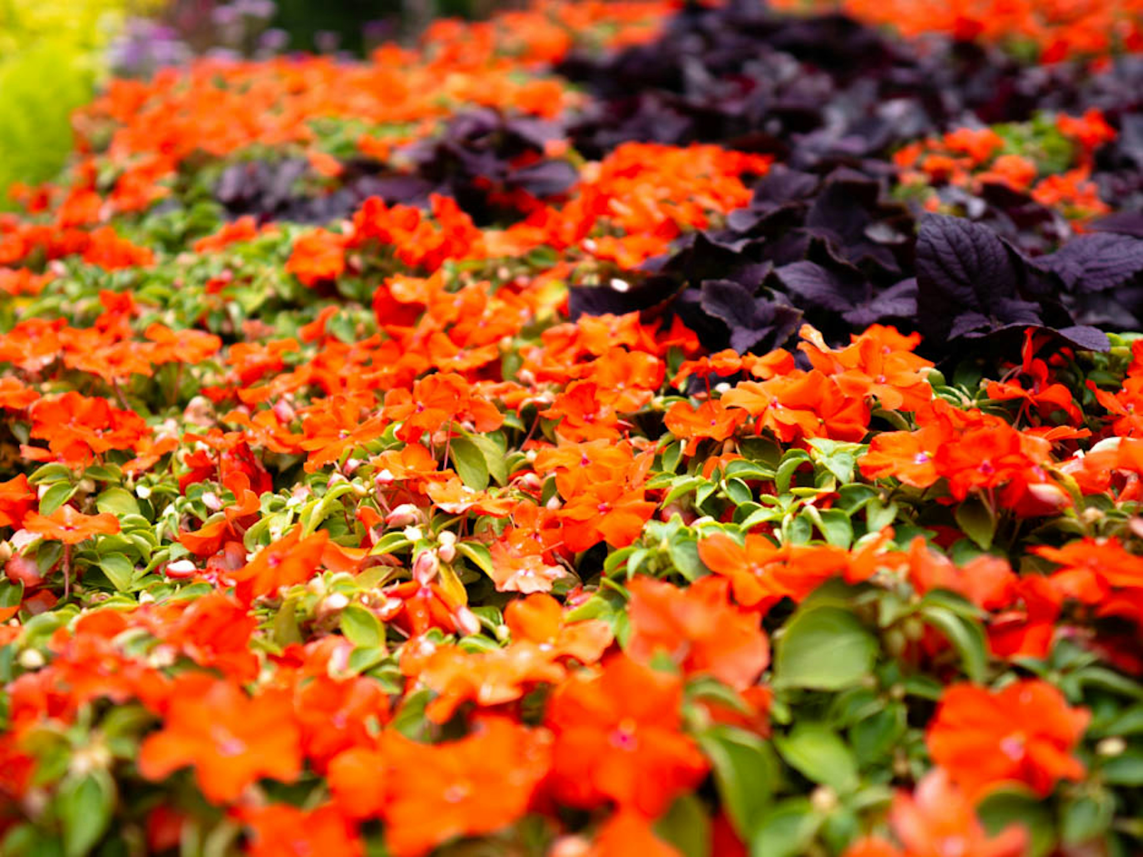 Flores naranjas vibrantes con hojas moradas oscuras en un parterre de flores