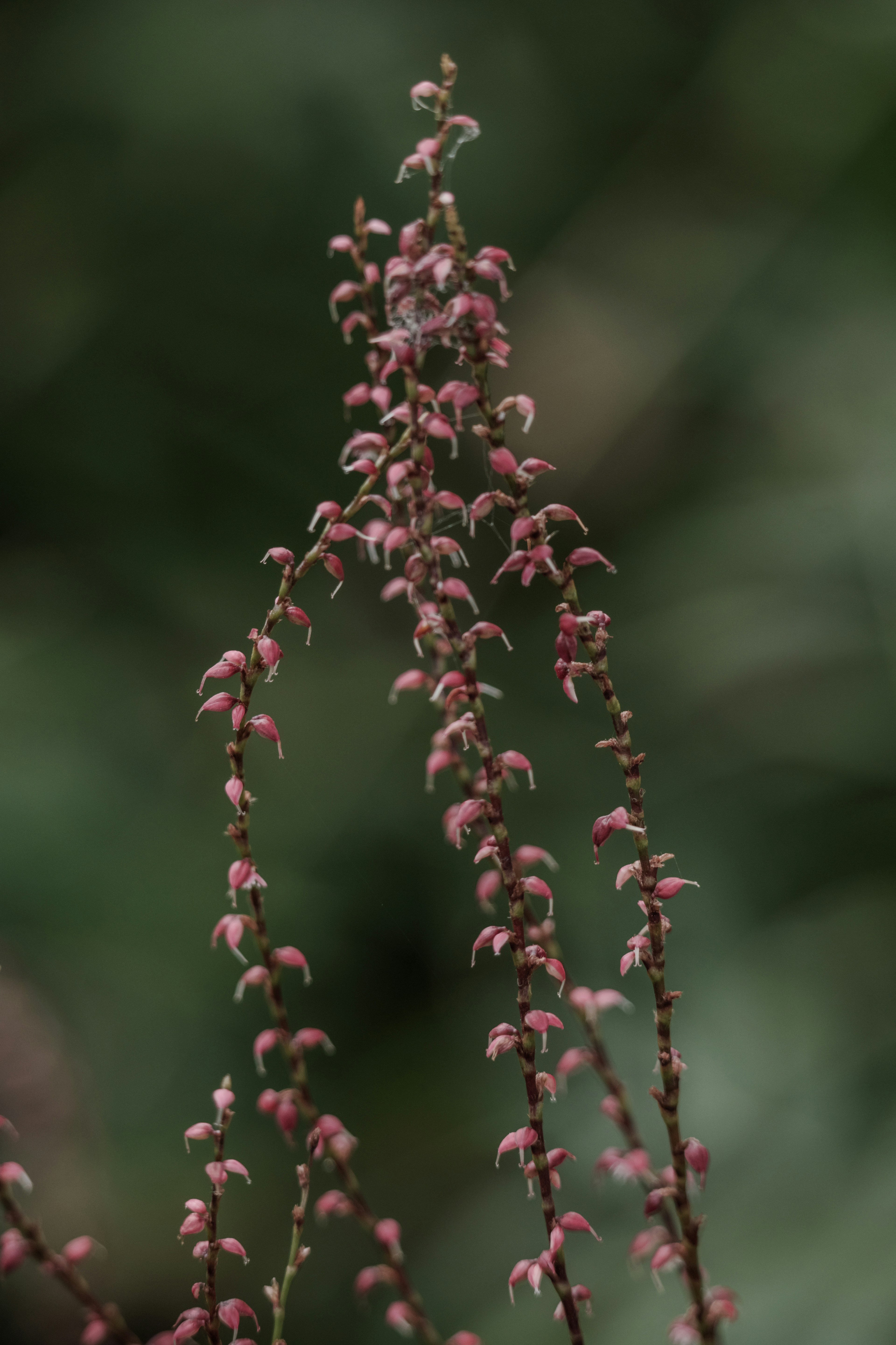 淡いピンク色の小さな花がついた細長い茎の植物