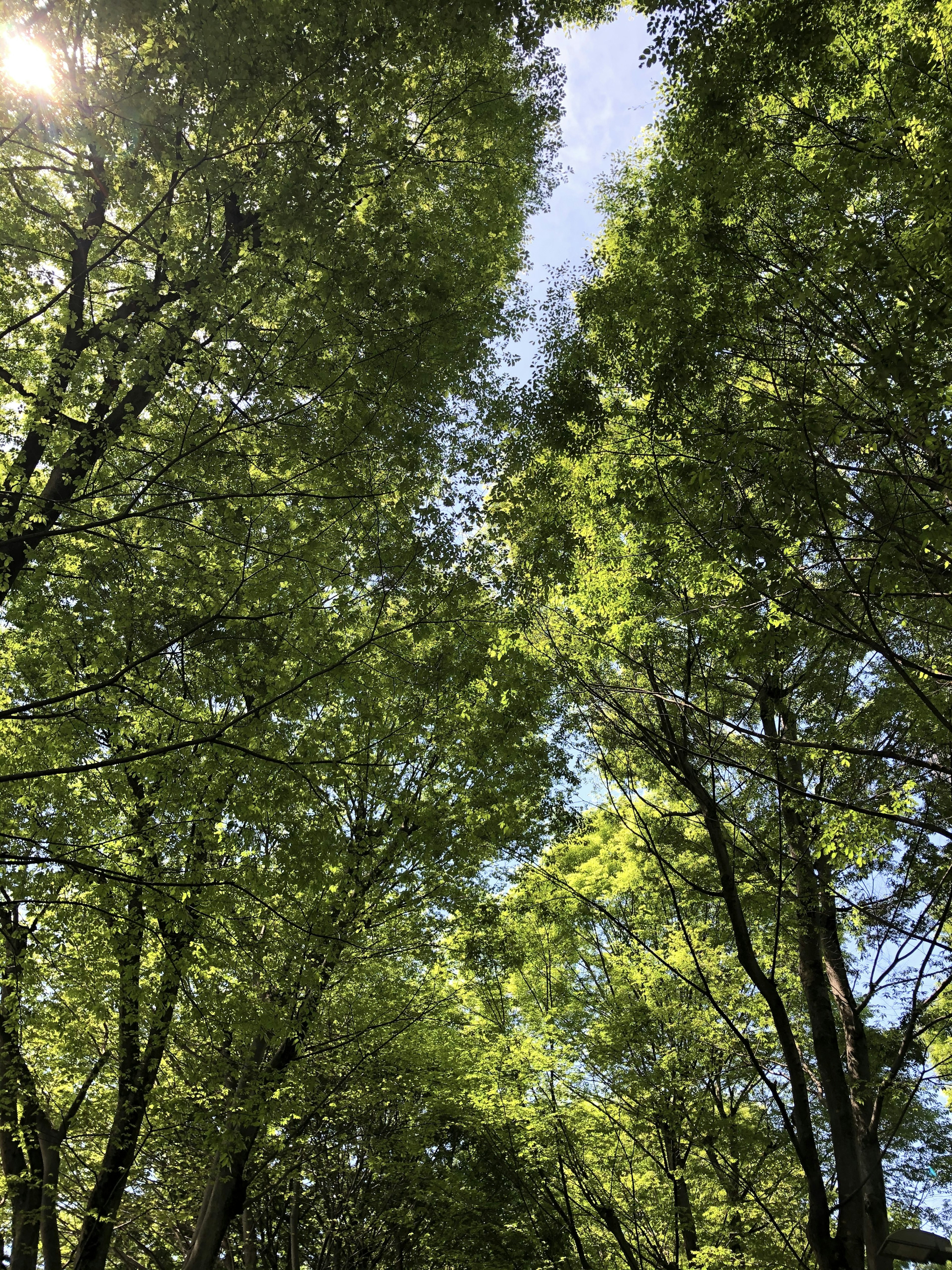 Blick auf grüne Bäume mit Sonnenlicht, das durch die Blätter und den blauen Himmel fällt