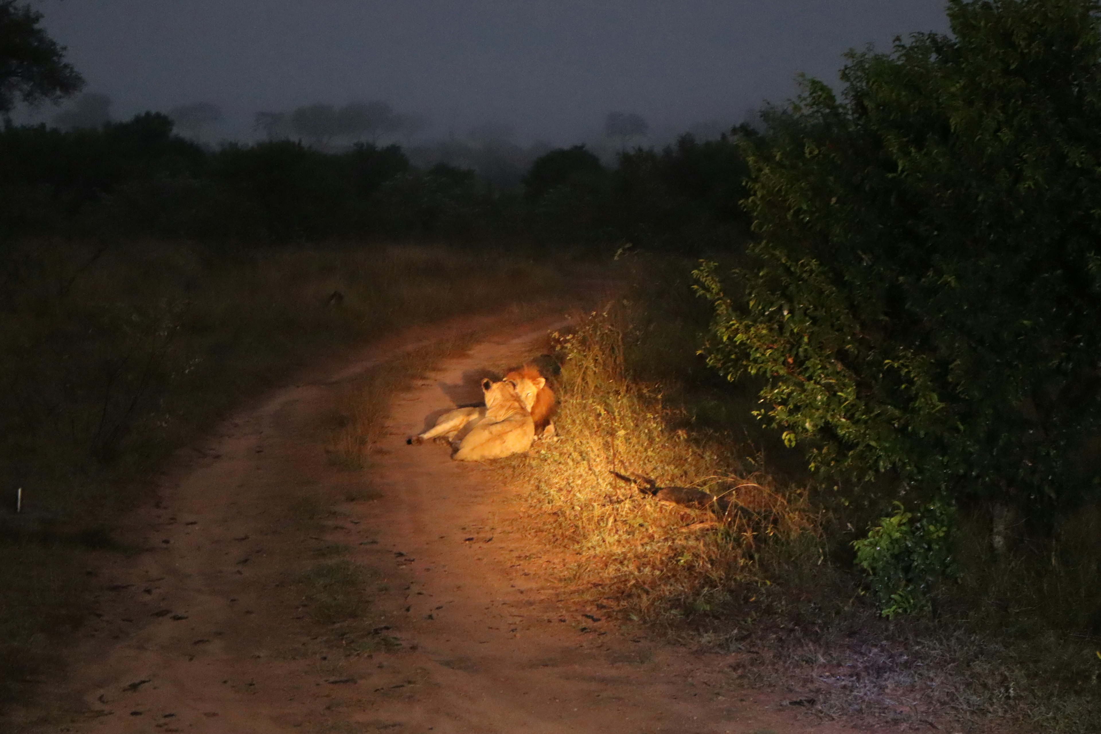 Lion couché sur un chemin sombre avec de la verdure environnante