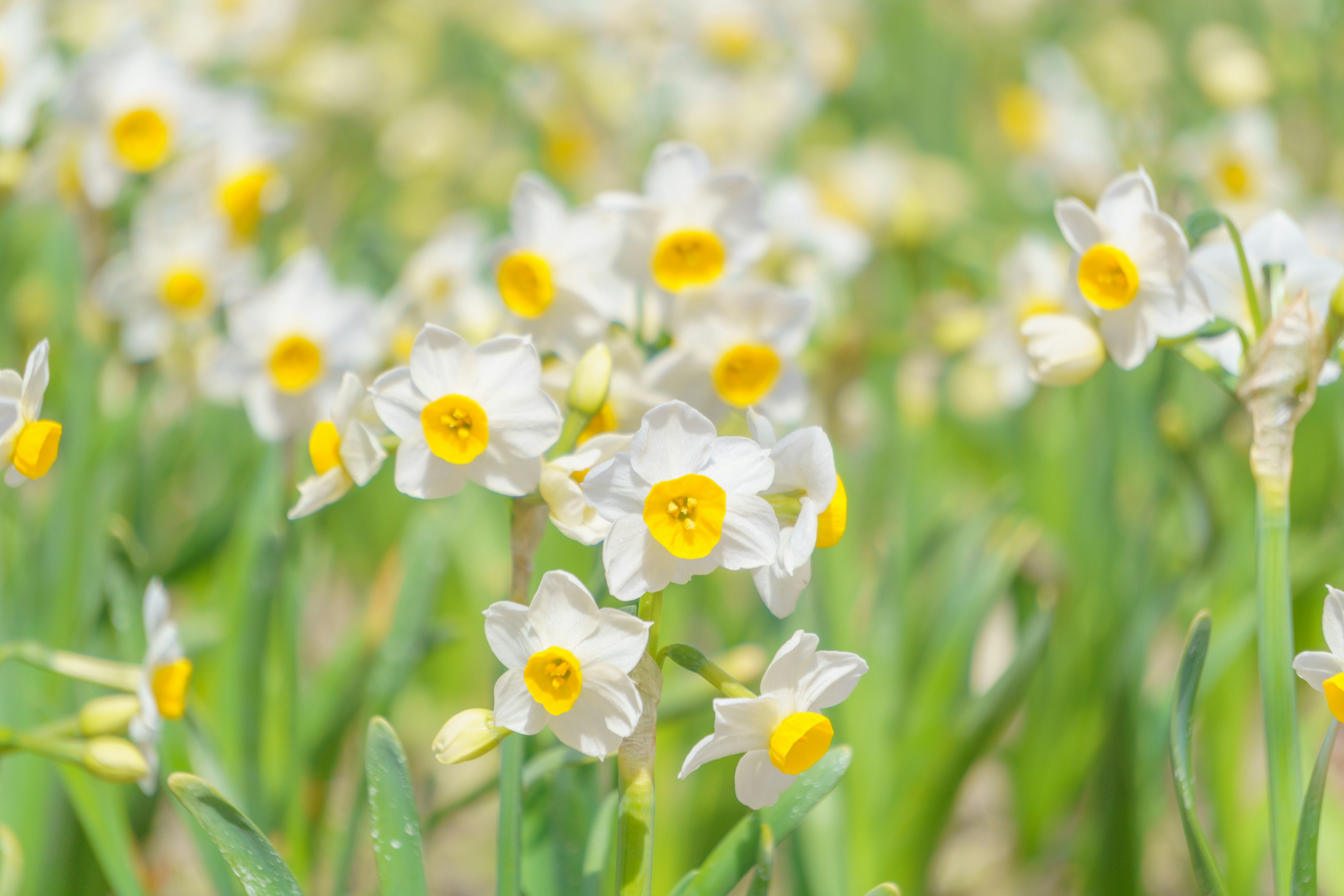 Field of blooming white daffodils with yellow centers