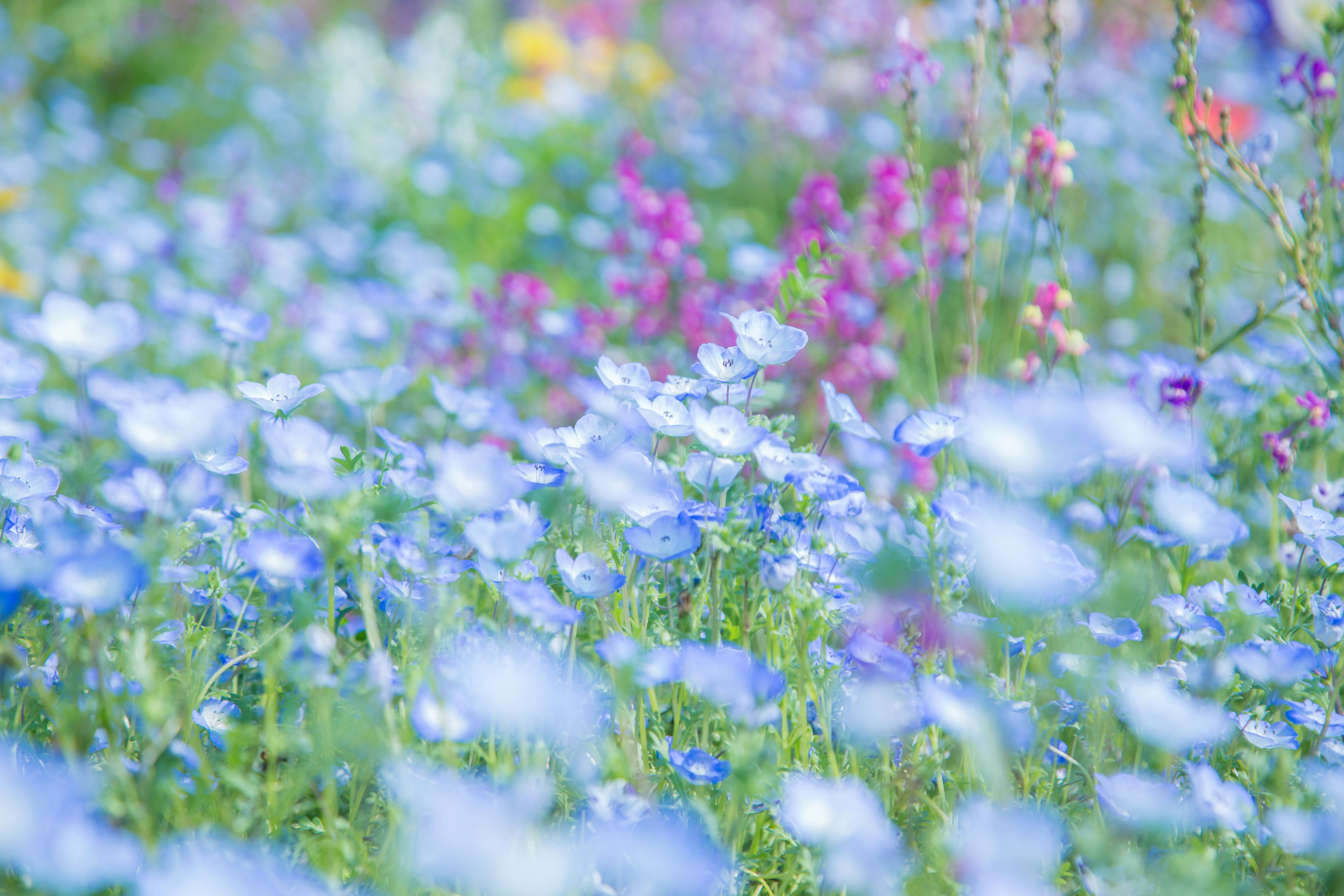 Un hermoso prado lleno de flores azules y coloridas