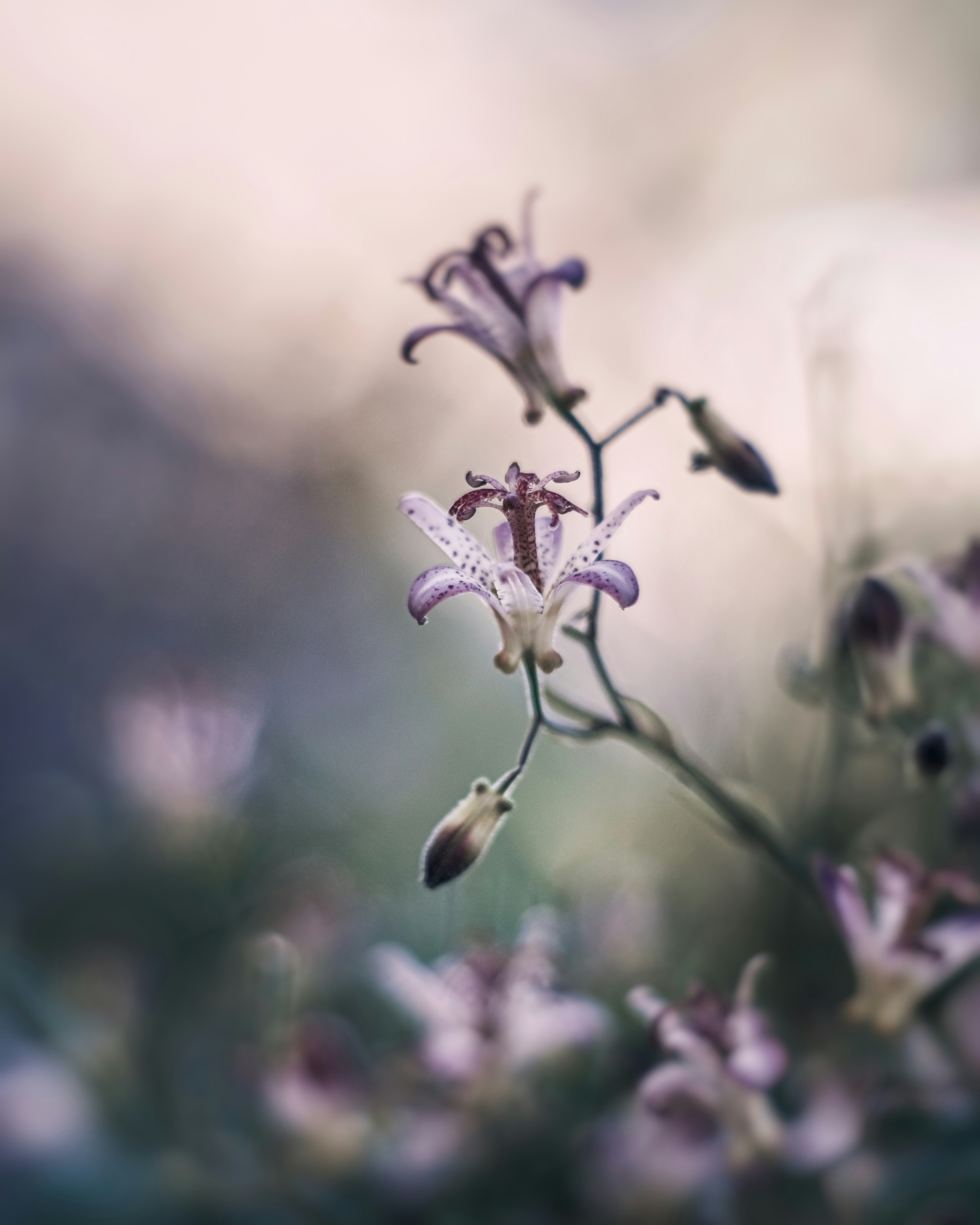 紫色の花が咲いている植物のクローズアップ画像