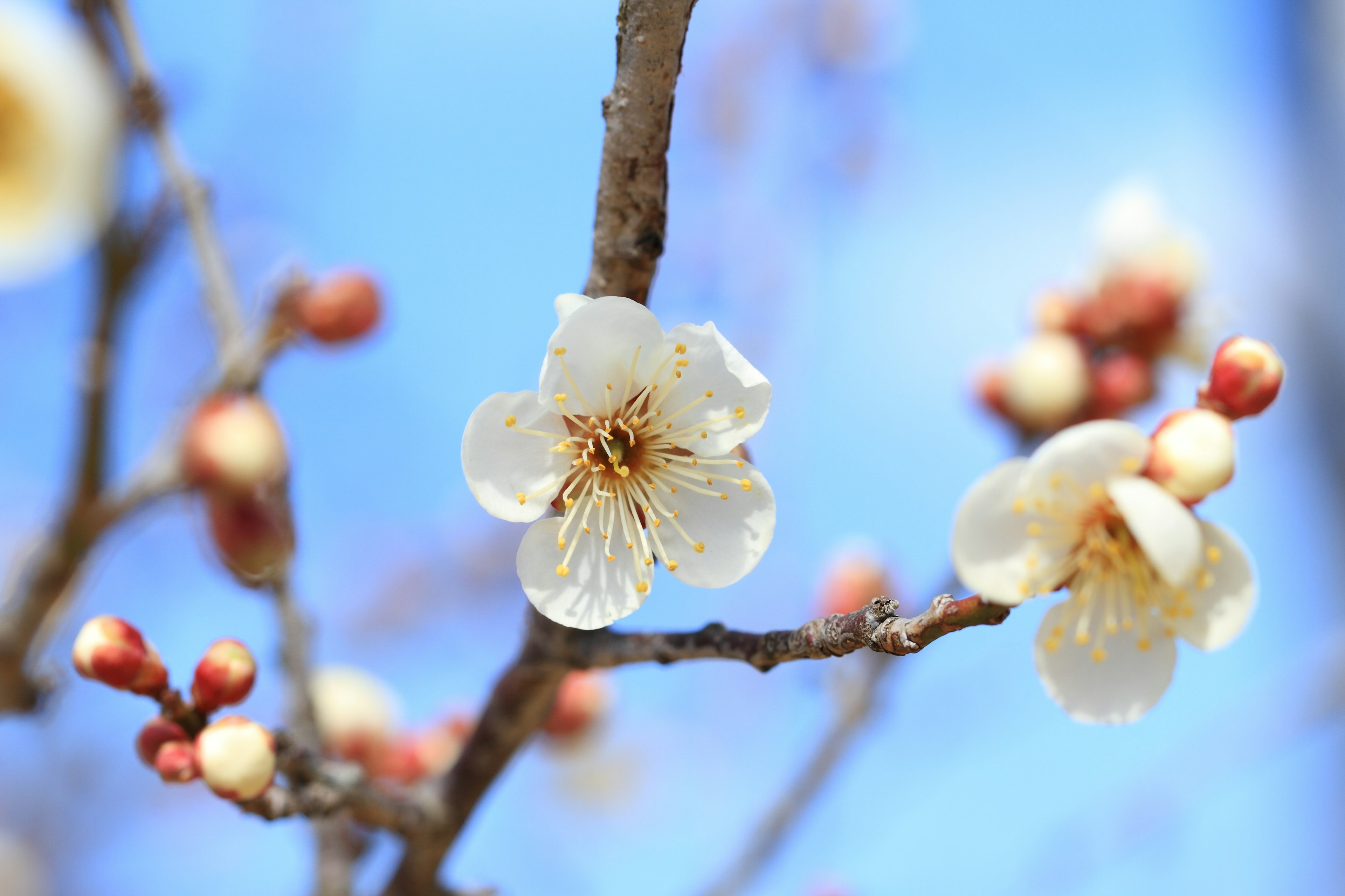 Close-up of a plum tree branch with white blossoms