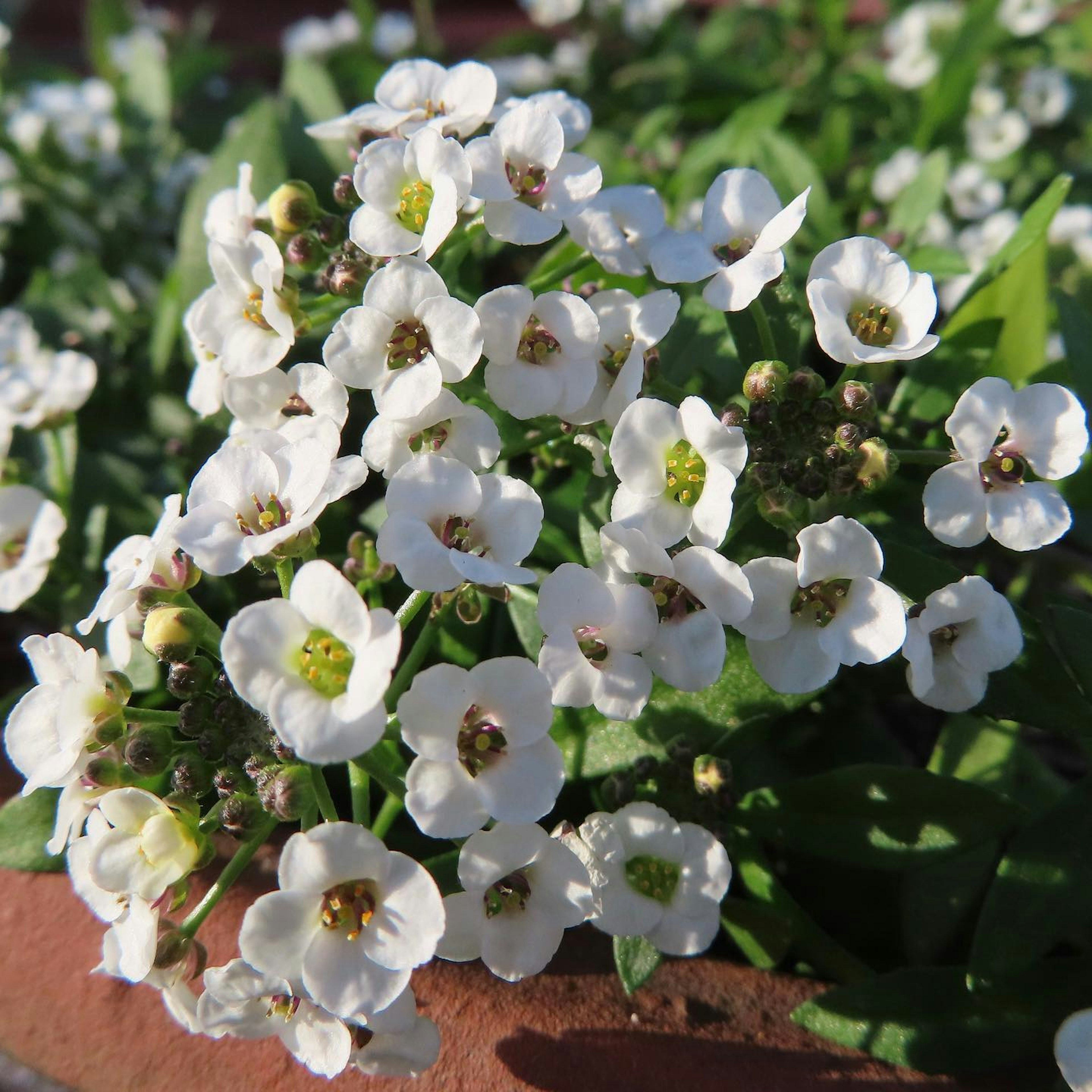 Nahaufnahme einer Pflanze mit kleinen weißen Blüten