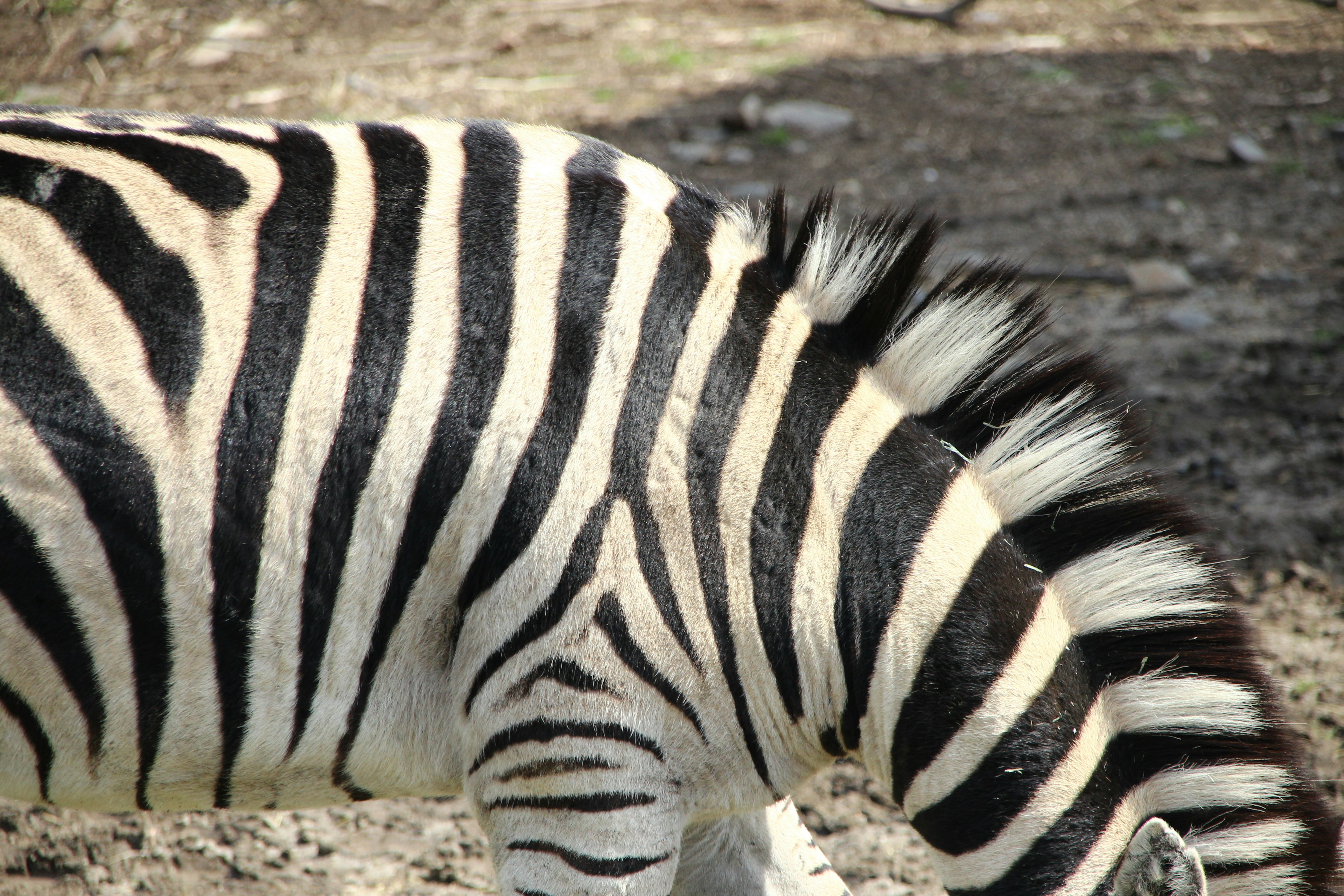 Primo piano di una zebra con le sue strisce nere e bianche distintive